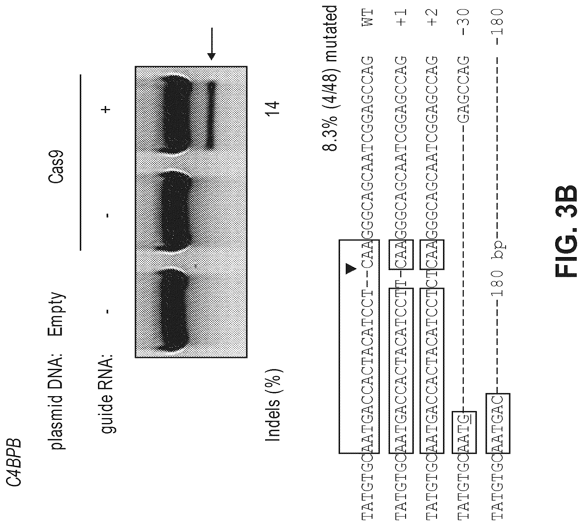 Patent US12612634 Figure 6 – Compositions for inducing modifications of target endogenous nucleic acid sequences in nucleuses of eukaryotic cells
