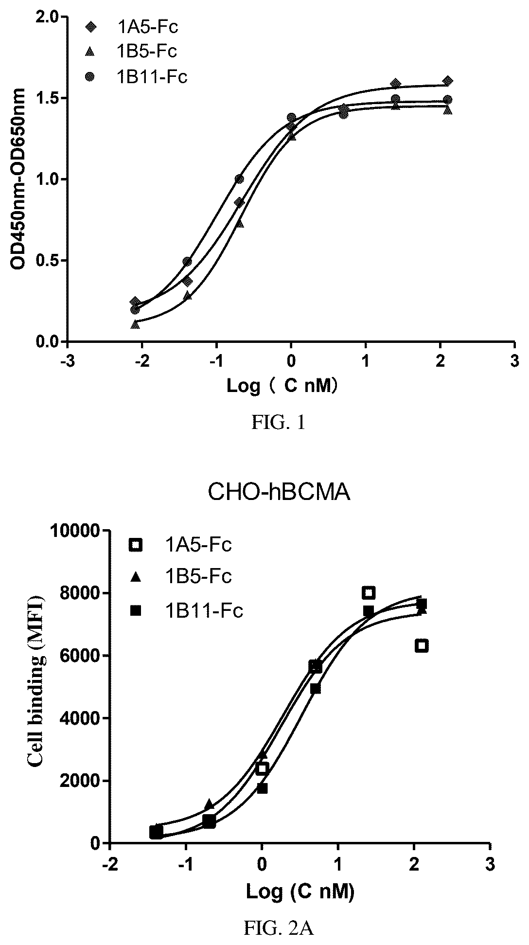 Patent US12612635 — BCMA-binding single variable structural domain and antigen-binding molecule — Figure 1
