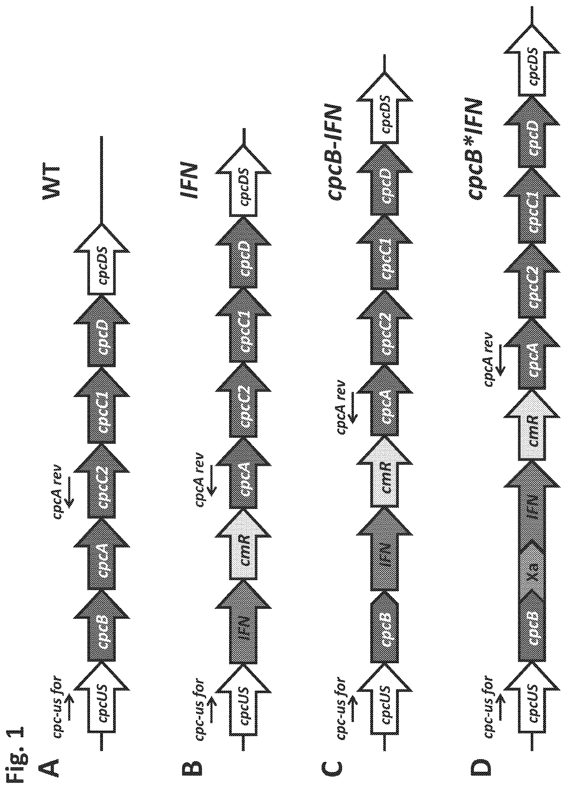 Patent US12612638 — Fusion constructs to express biopharmaceutical polypeptides in cyanobacteria — Figure 1