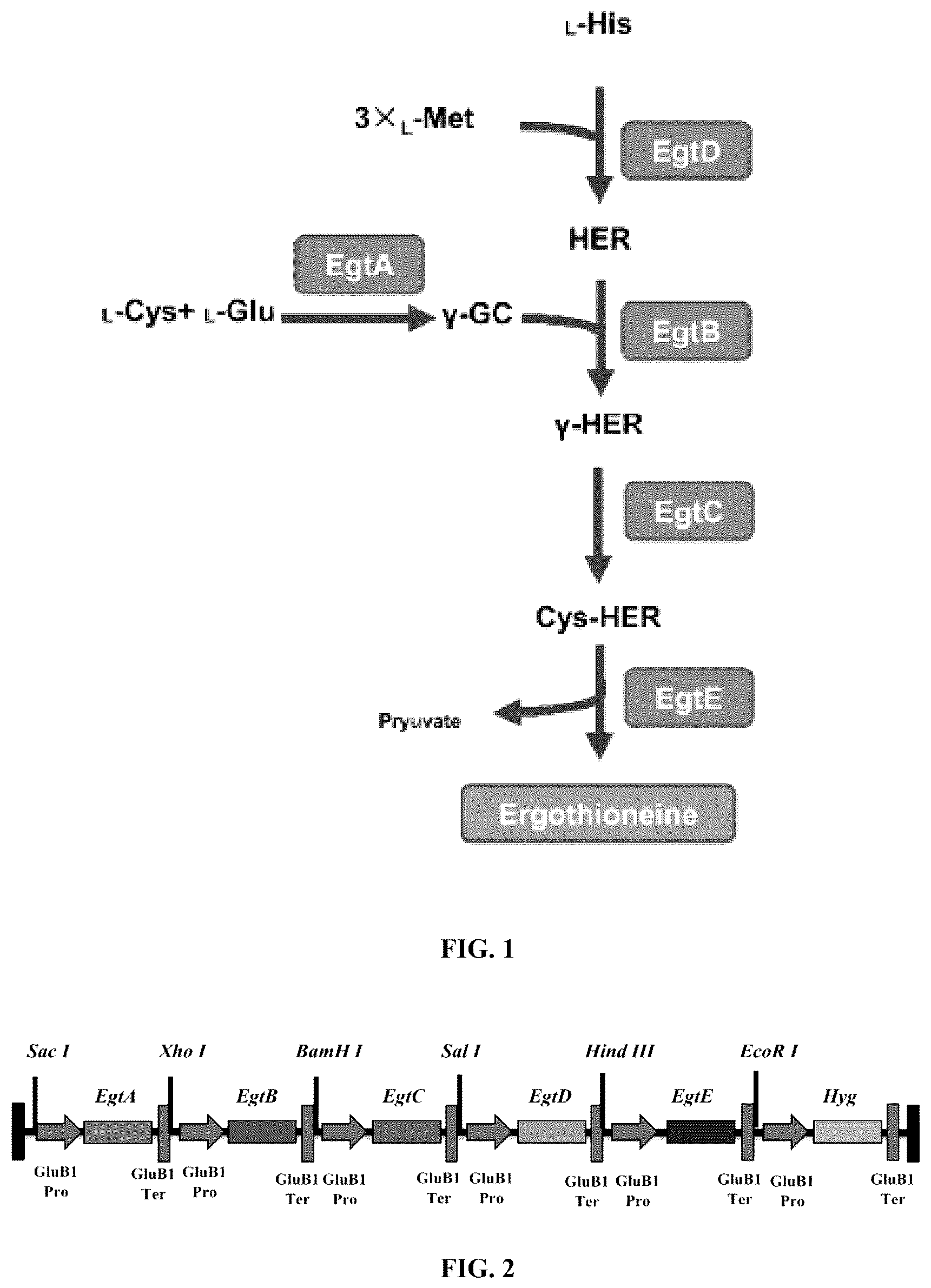 Patent US12612640 — Gene related to biosynthesis of ergothioneine, and use thereof — Figure 1