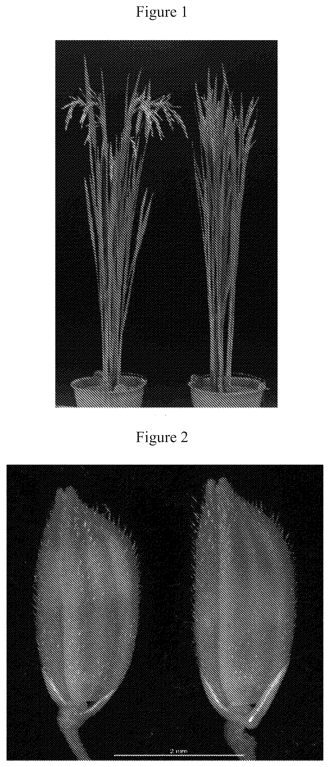 Patent US12612641 — Rice male fertility regulatory gene, mutant of rice male fertility regulatory gene, use thereof and a method for regulating rice fertility — Figure 1