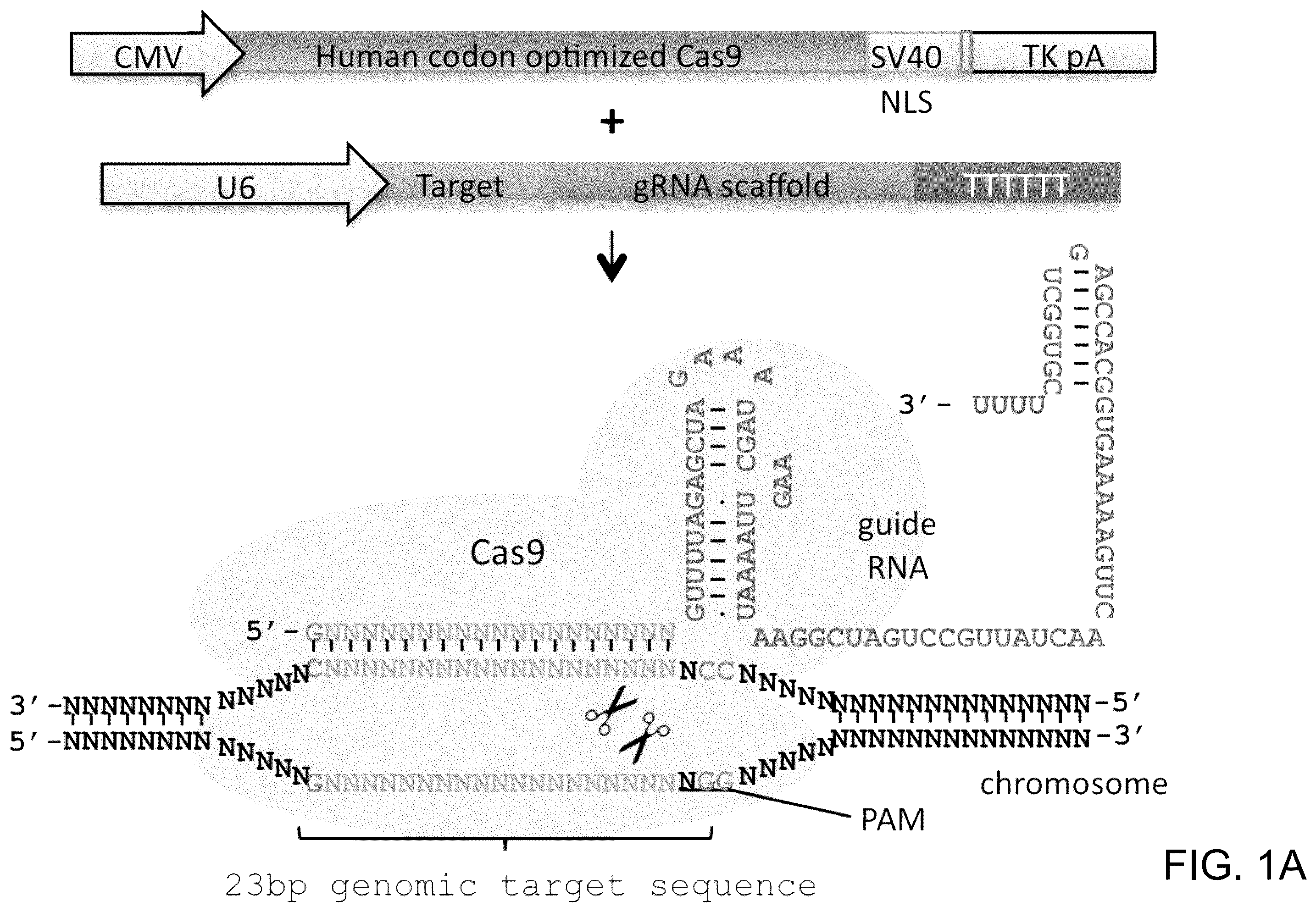 Patent US12612643 — RNA-guided human genome engineering — Figure 1