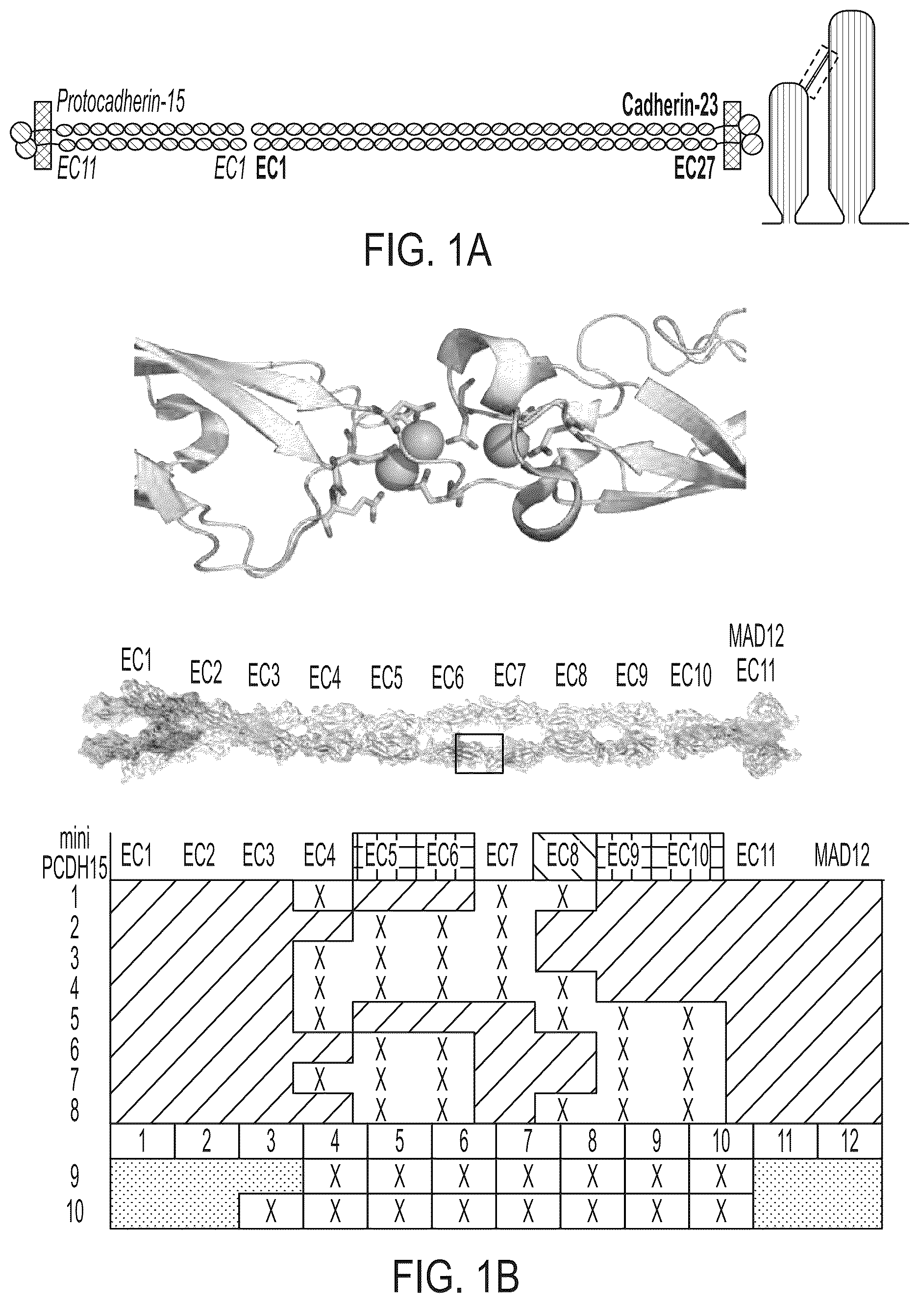Patent US12612645 — AAV vectors encoding mini-PCDH15 and uses thereof — Figure 1