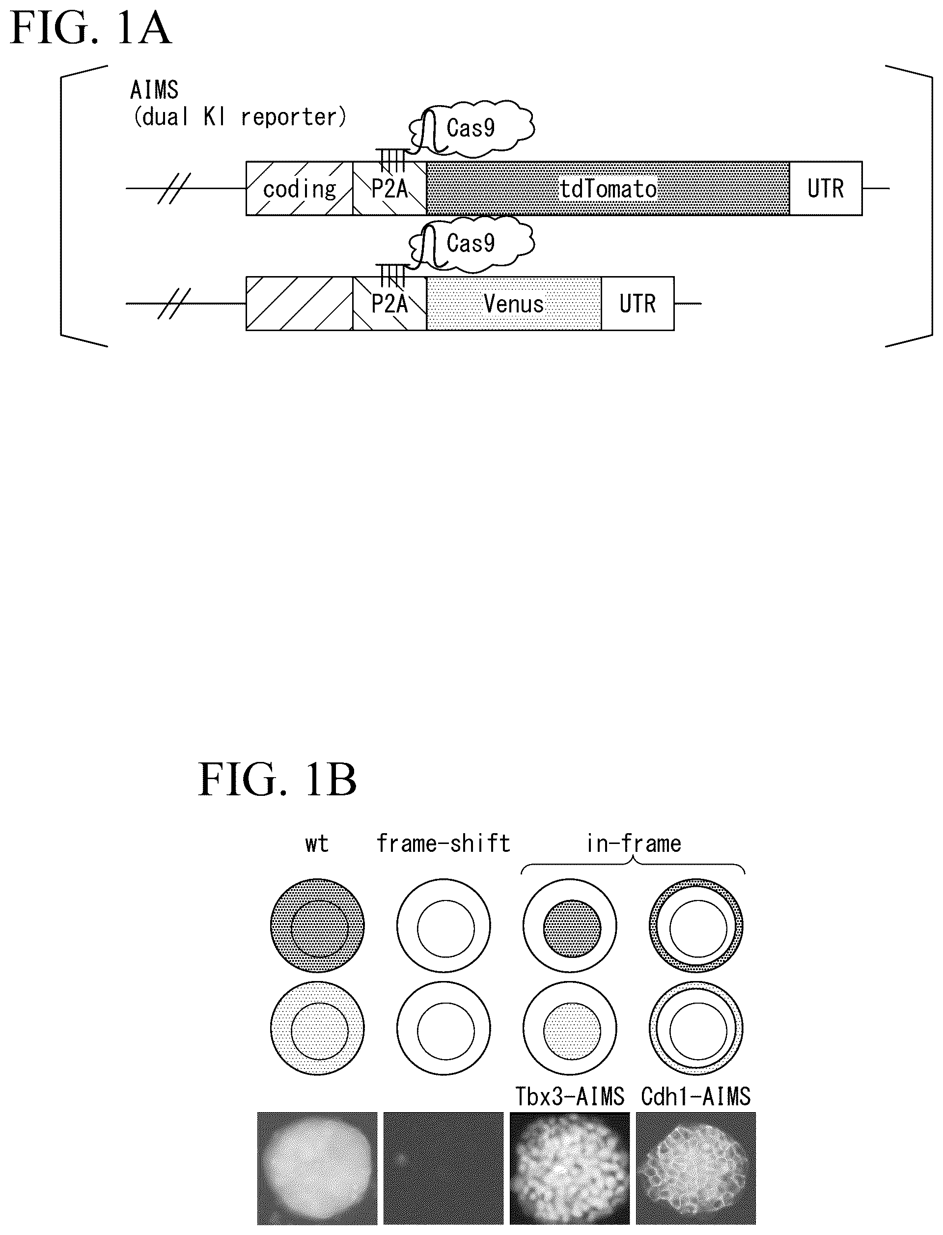 Patent US12612648 — Production method for genome-edited cells — Figure 1