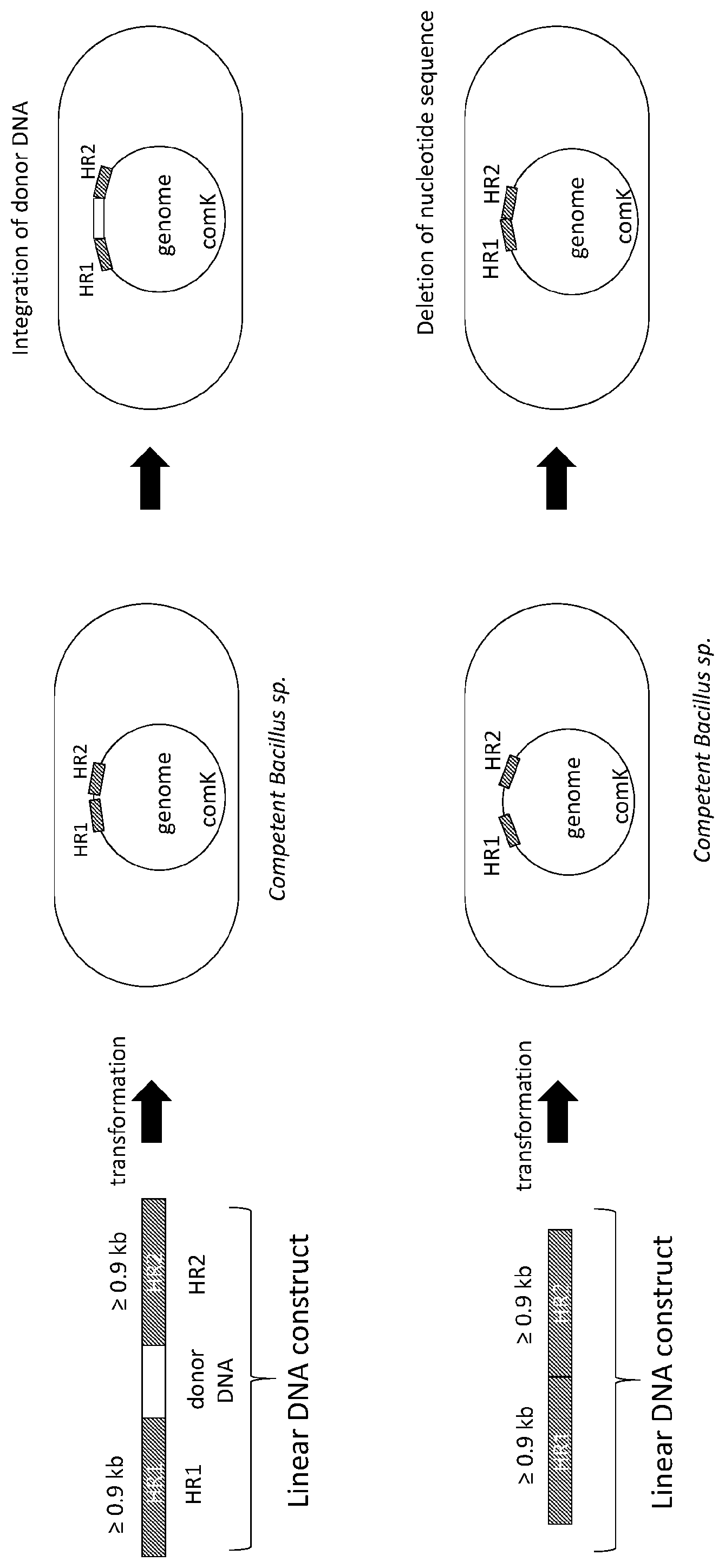 Patent US12612649 — Selection marker free methods for modifying the genome of bacillus and compositions thereof — Figure 1
