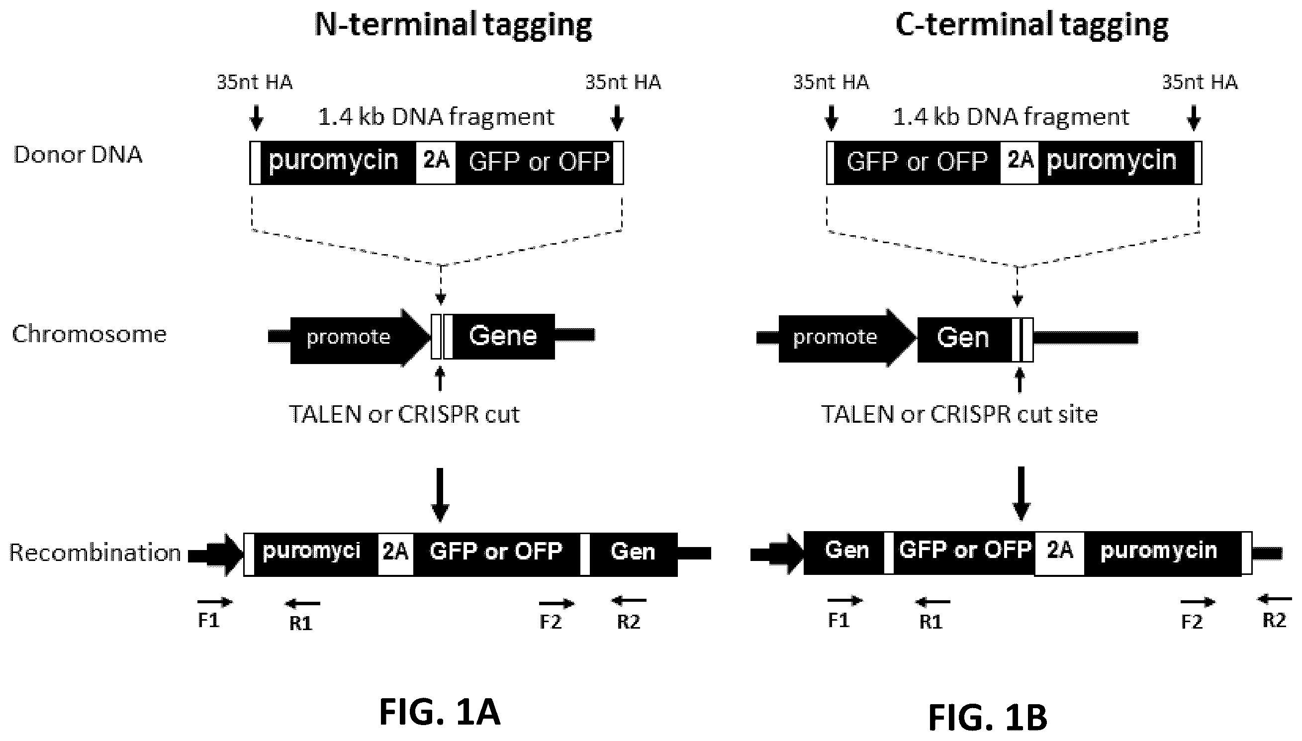 Patent US12612650 Figure 1 – Methods for improved homologous recombination and compositions thereof