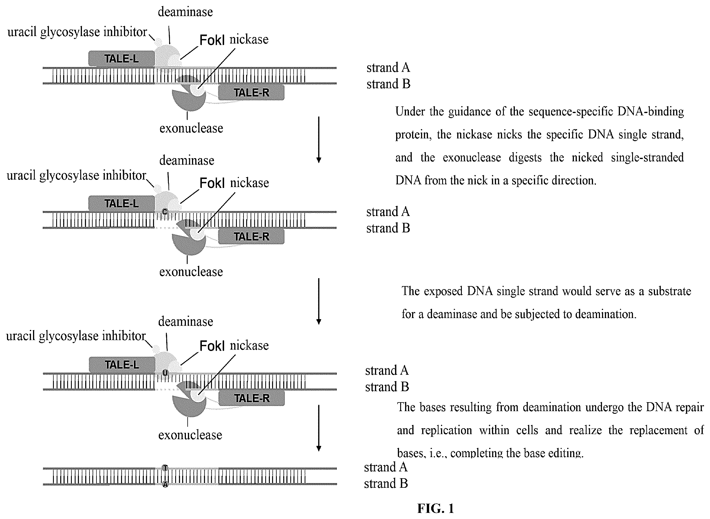 Patent US12612651 — Base editor and the use thereof — Figure 1