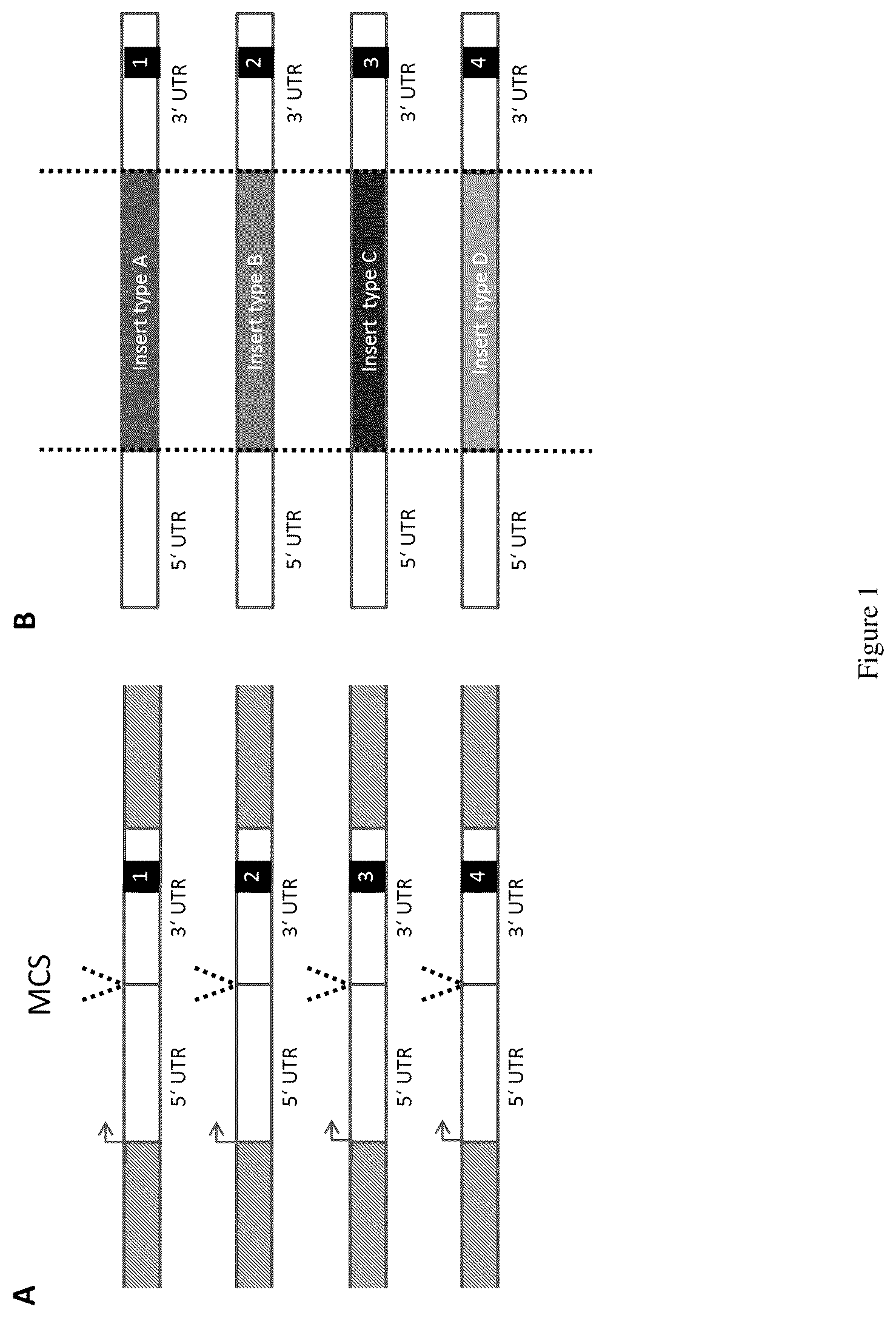 Patent US12612654 — Method for analyzing RNA — Figure 1
