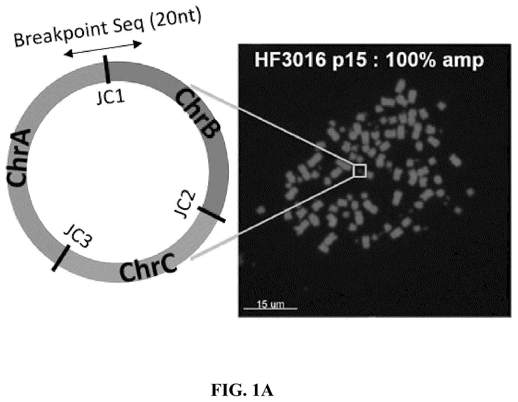 Patent US12612657 — Extrachromosomal DNA labeling — Figure 1