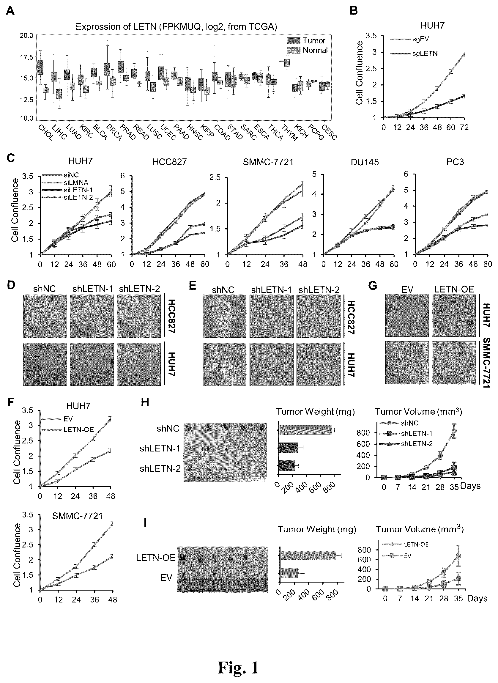 Patent US12612665 — Long non-coding RNA LETN serving as tumor marker and therapeutic target point — Figure 1