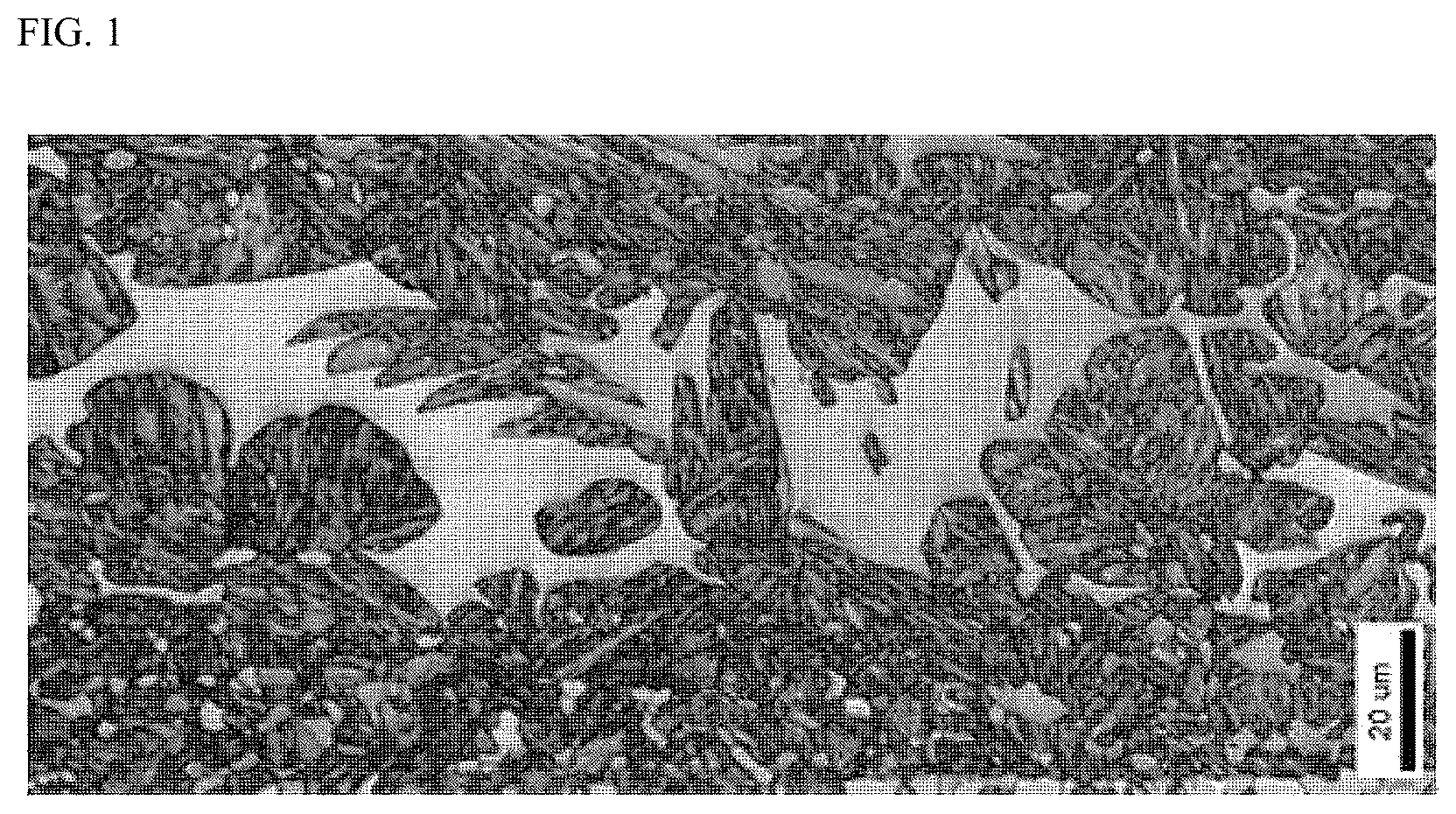 Patent US12612684 — Martensitic stainless steel with excellent hardenability — Figure 1