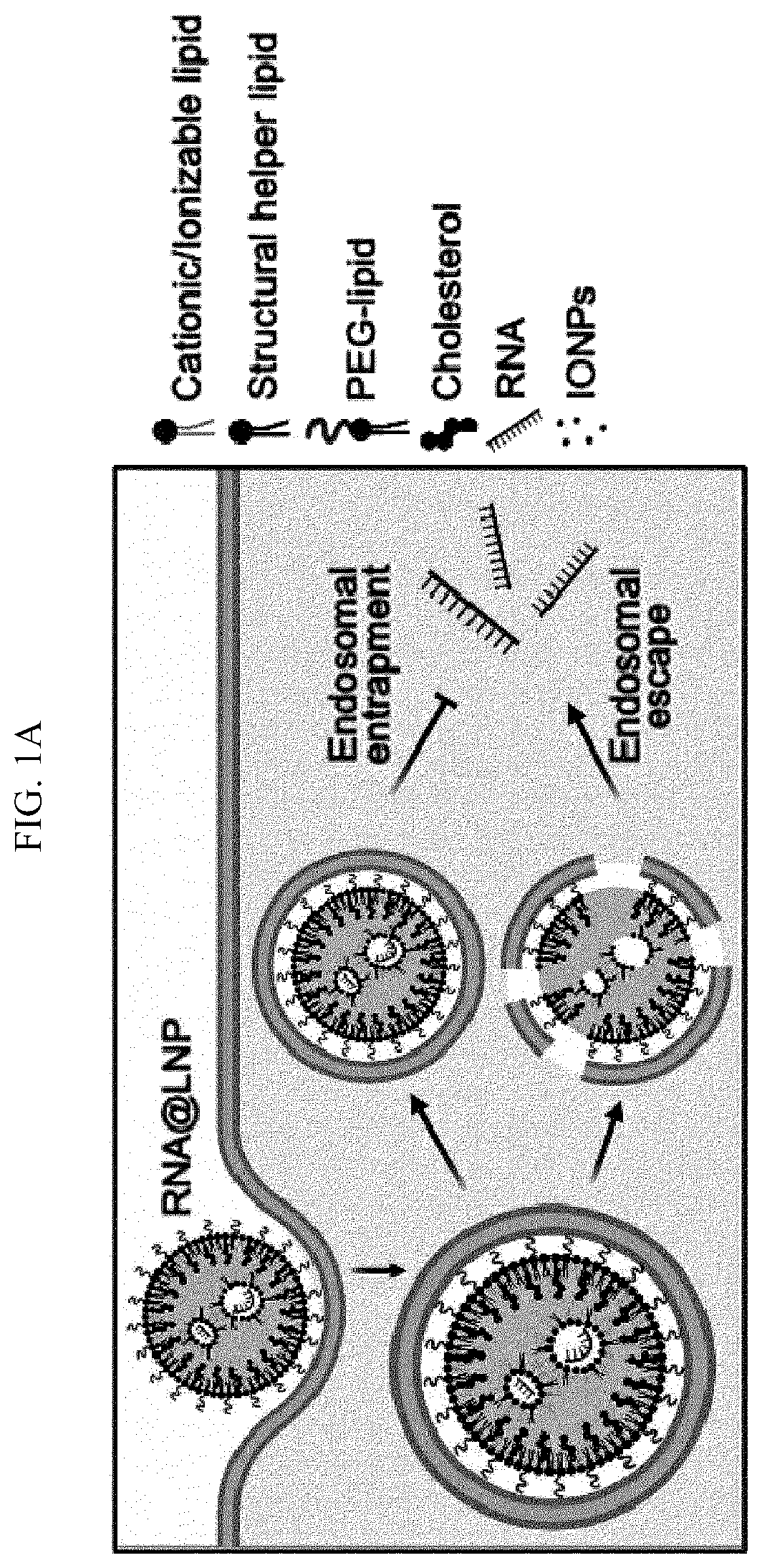 Patent US12613204 — Method for analyzing endosomal escape efficiency of drug delivery particles — Figure 1
