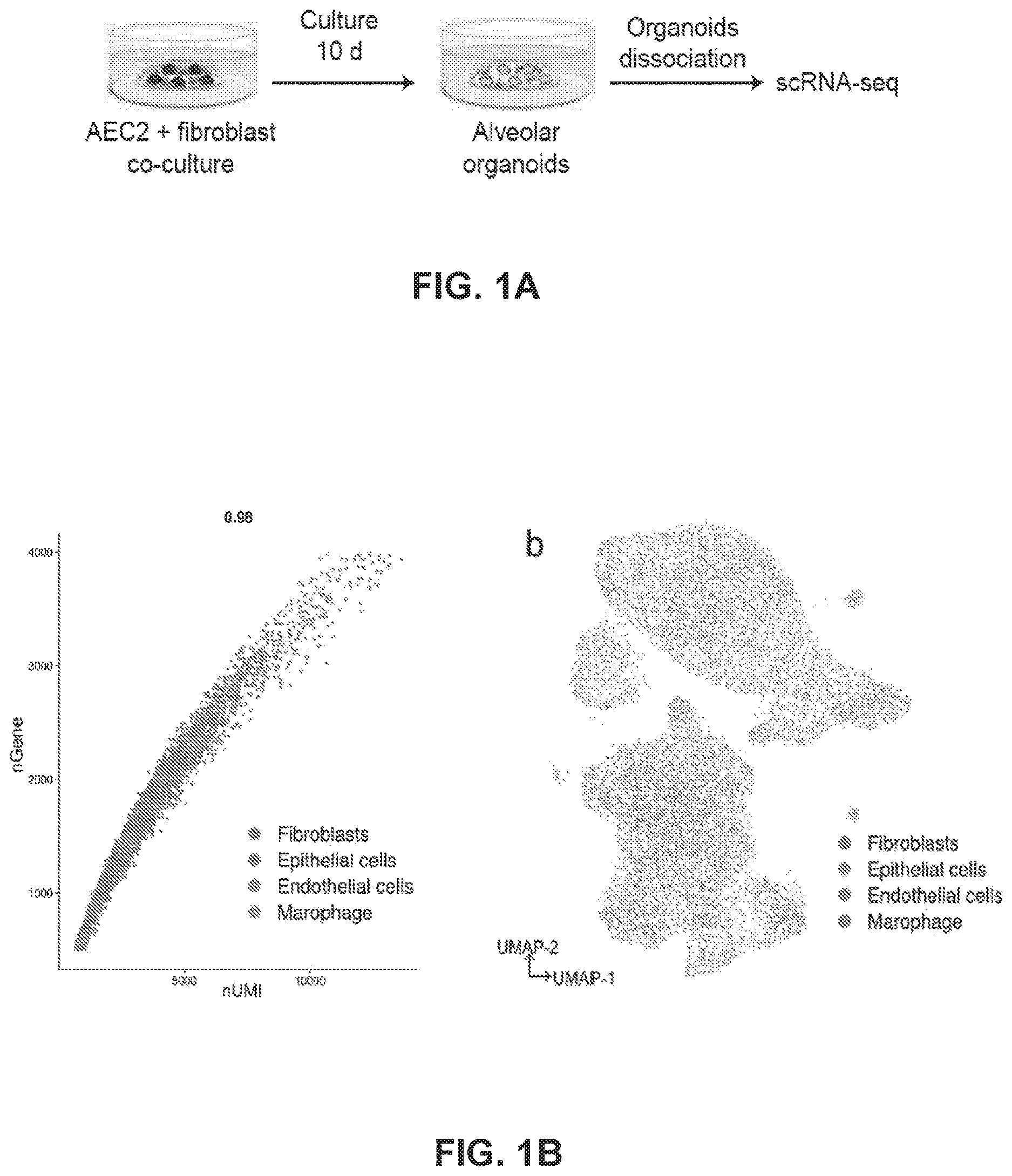 Patent US12613236 — Lung fibrosis model and methods of using the same — Figure 1