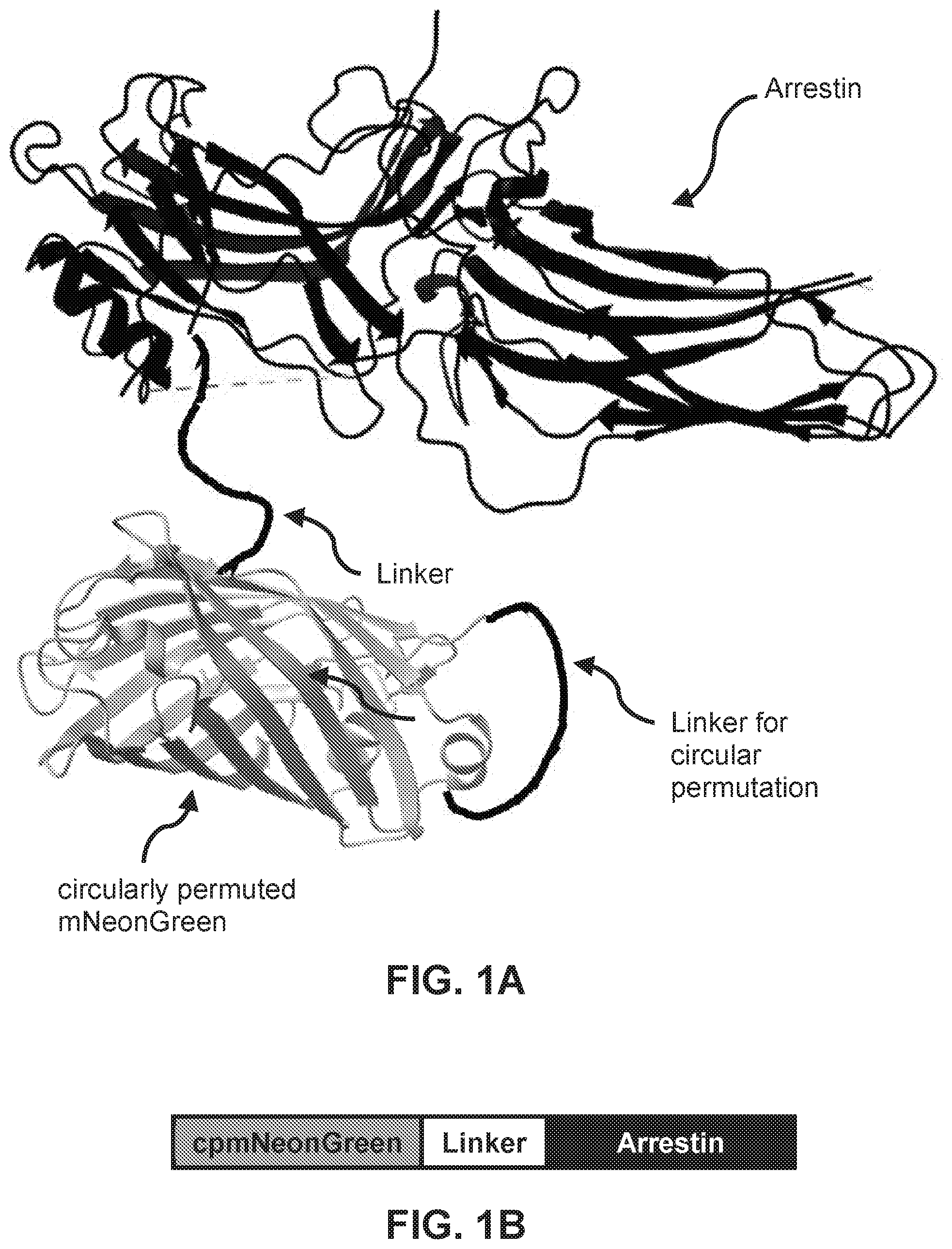 Patent US12613237 — Biosensors for detecting arrestin signaling — Figure 1
