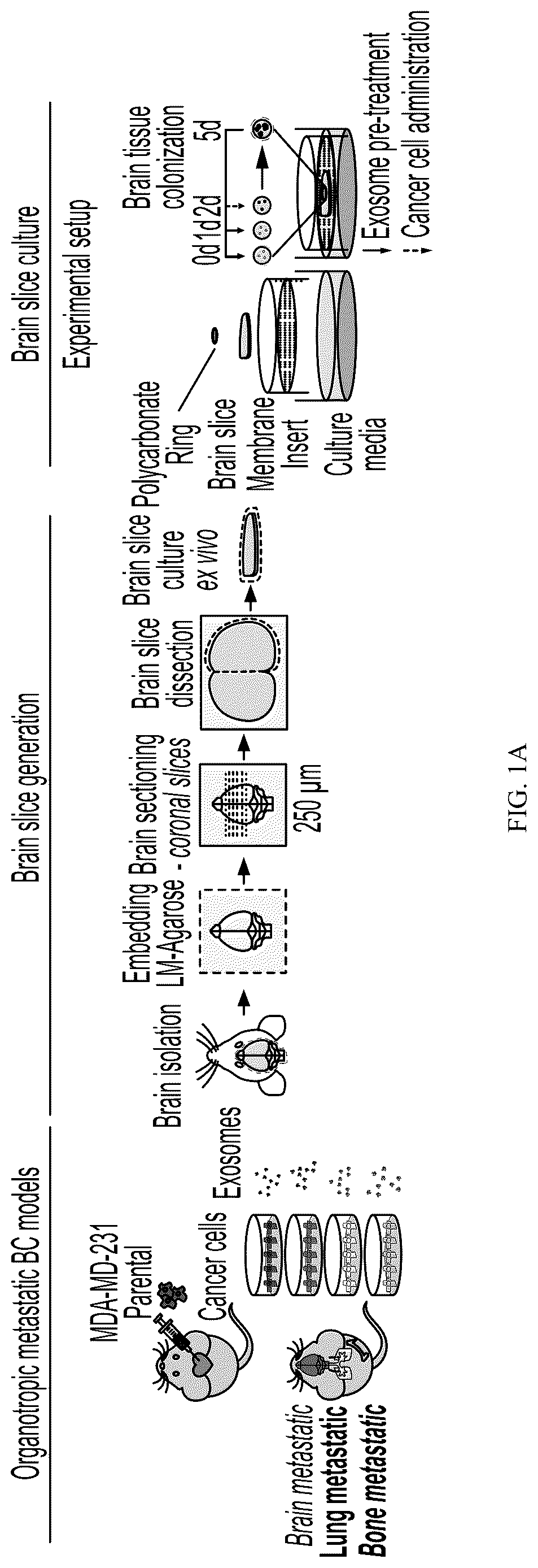 Patent US12613245 Figure 1 – Methods for detecting and inhibiting brain metastasis