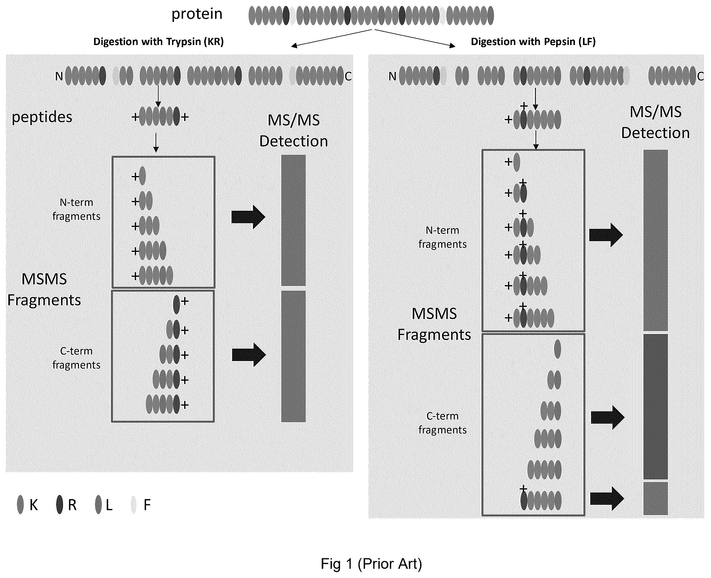 Patent US12613247 — Labelling method to distinguish isobaric amino acids and amino acid combinations — Figure 1