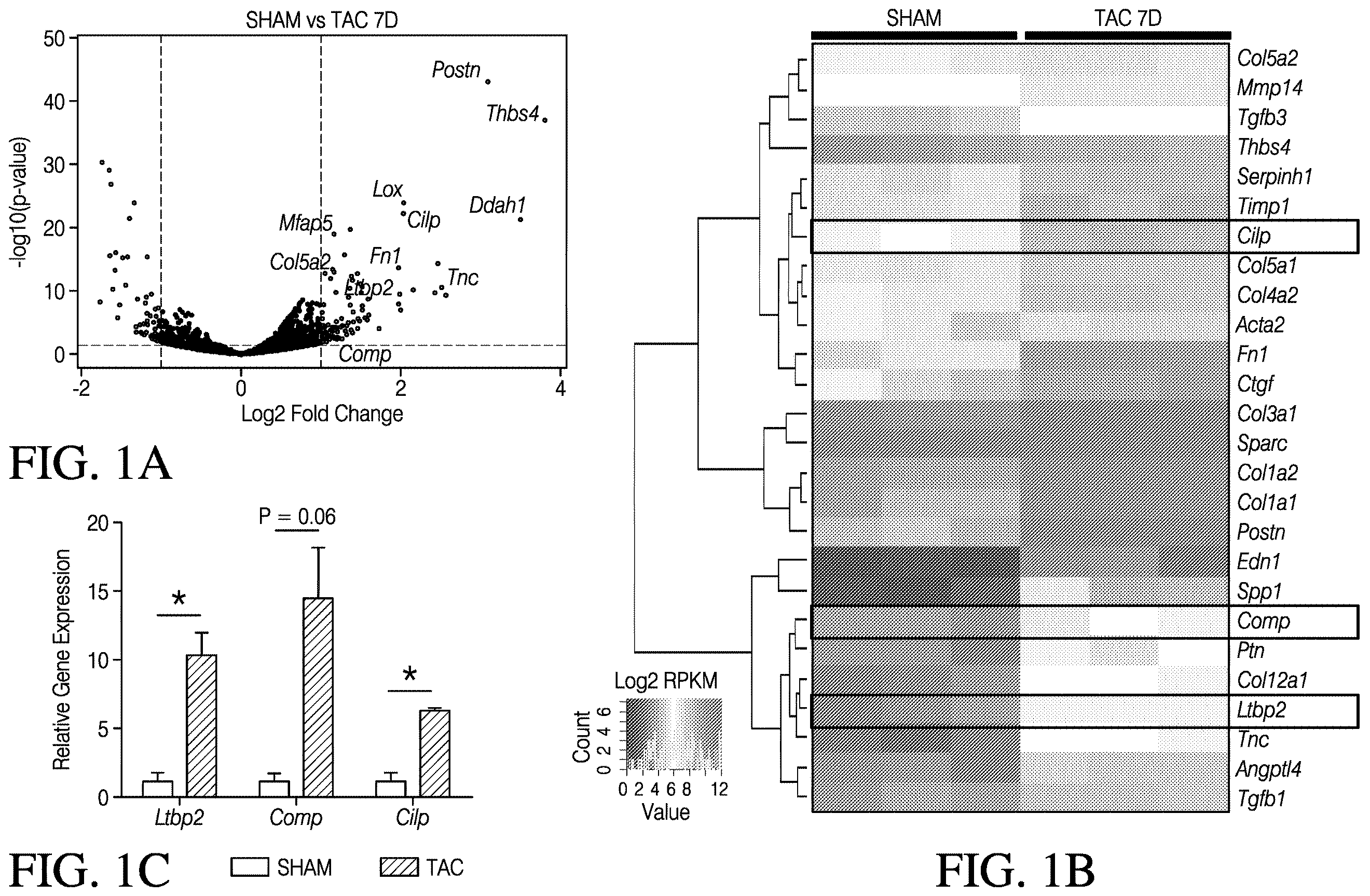 Patent US12613248 — Full-length CILP as a biomarker for cardiac fibrosis — Figure 1