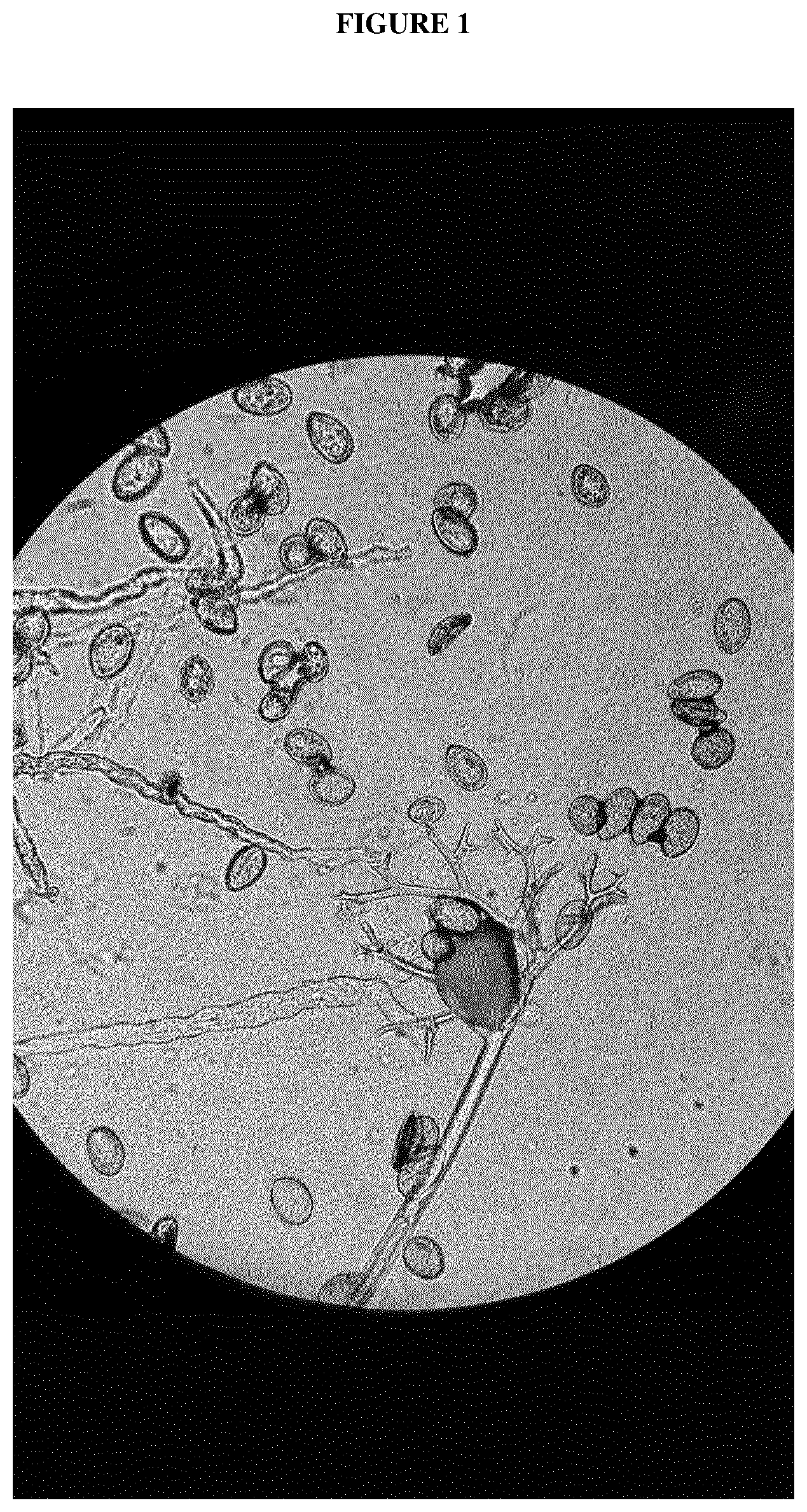 Patent US12616109 Figure 1 – Spinach plants resistant to Peronospora farinosa and Stemphylium vesicarium