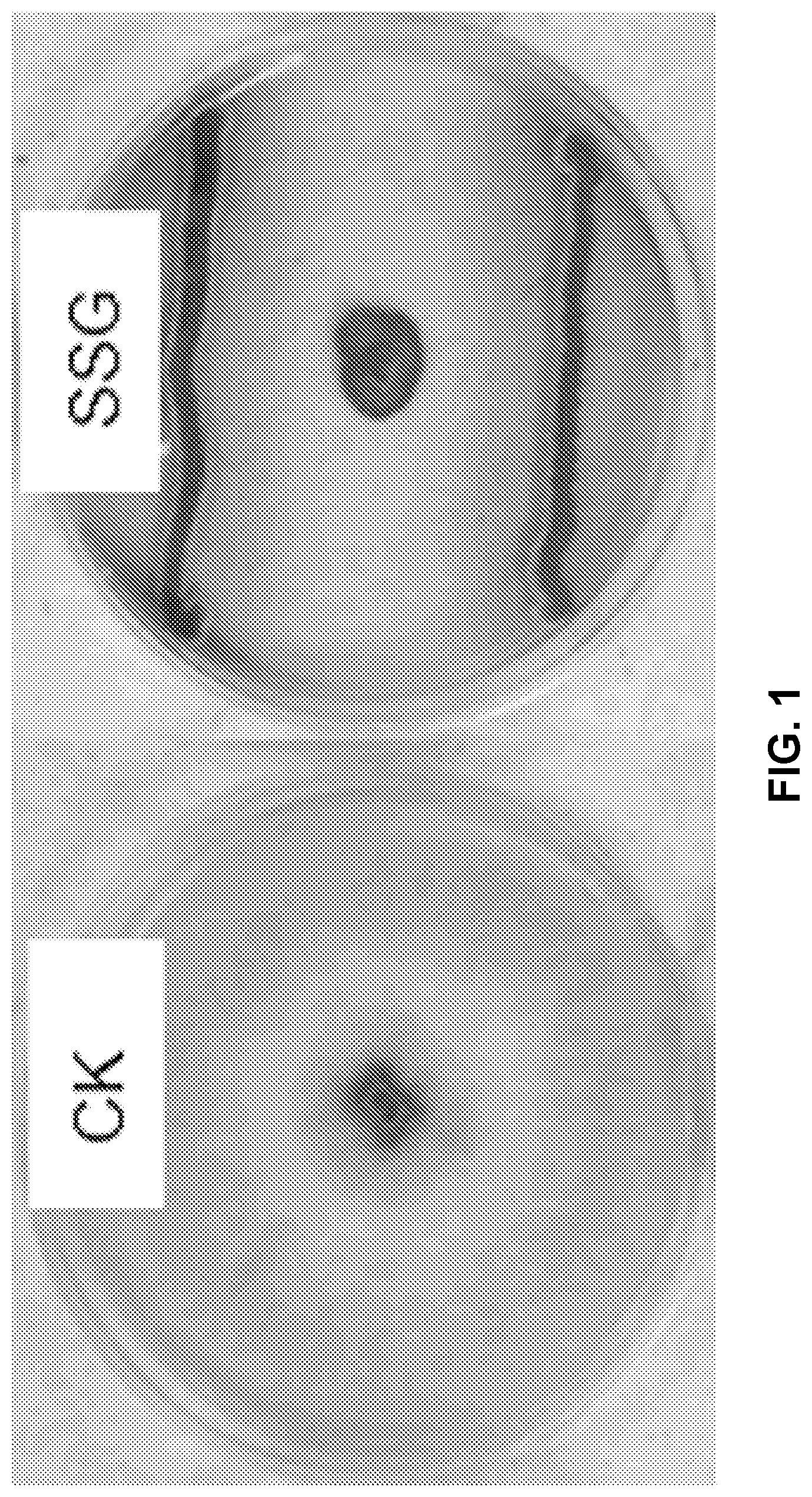 Patent US12616207 — Boxwood endophyte Burkholderia sp SSG as potential biocontrol agent against a wide range of pathogens — Figure 1