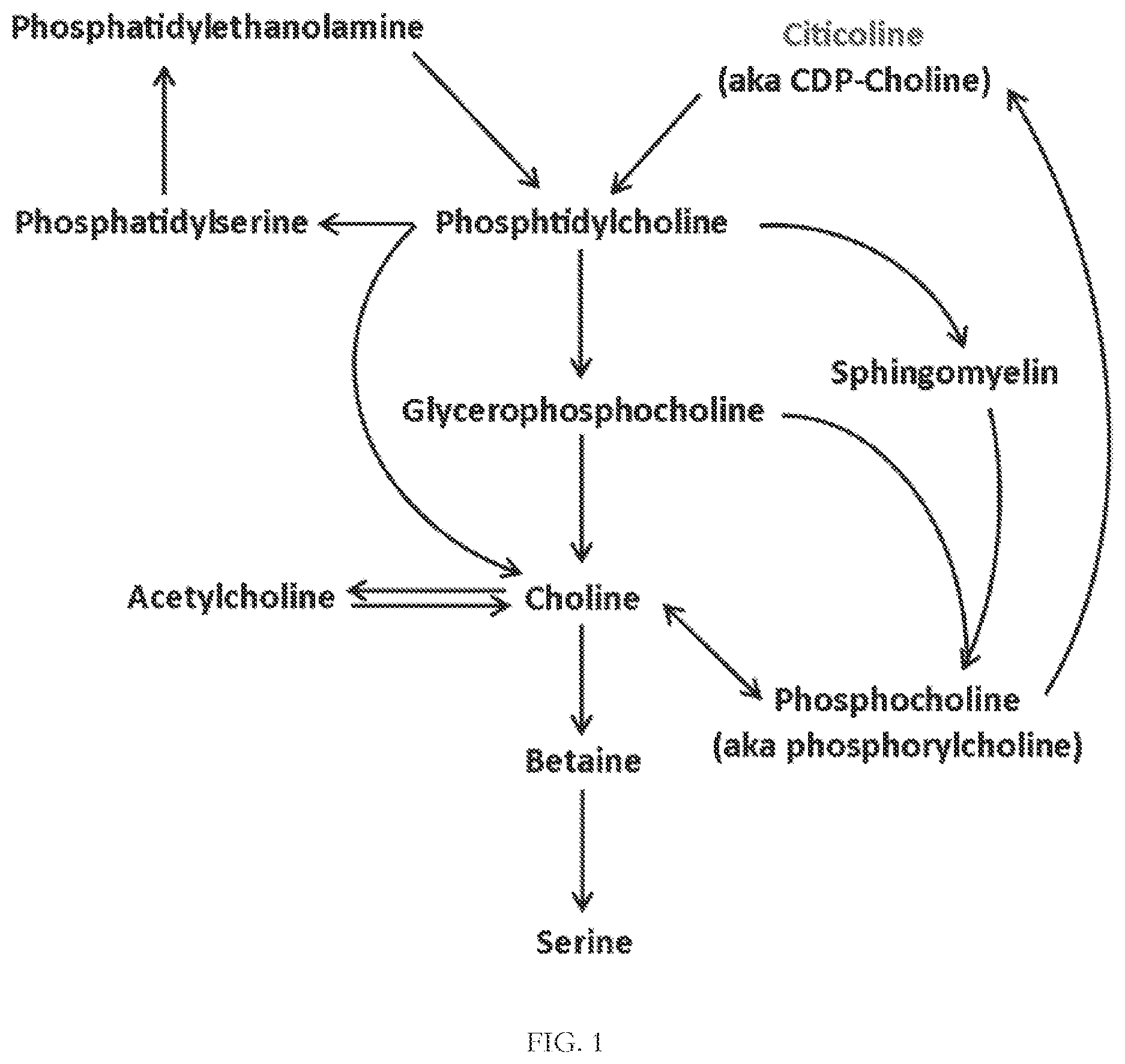 Patent US12616668 — Nutritional supplement containing L-α-glycerophosphorylcholine — Figure 1