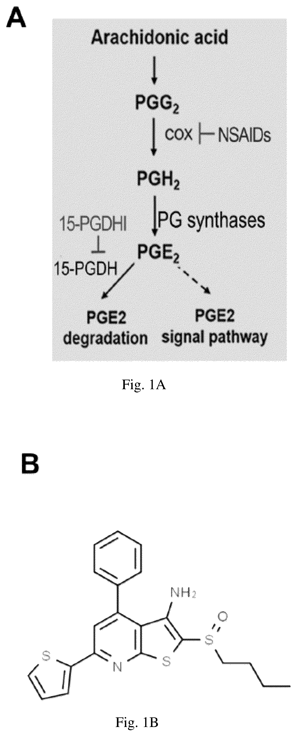 Patent US12616681 — Compositions and methods for treating renal injury — Figure 1