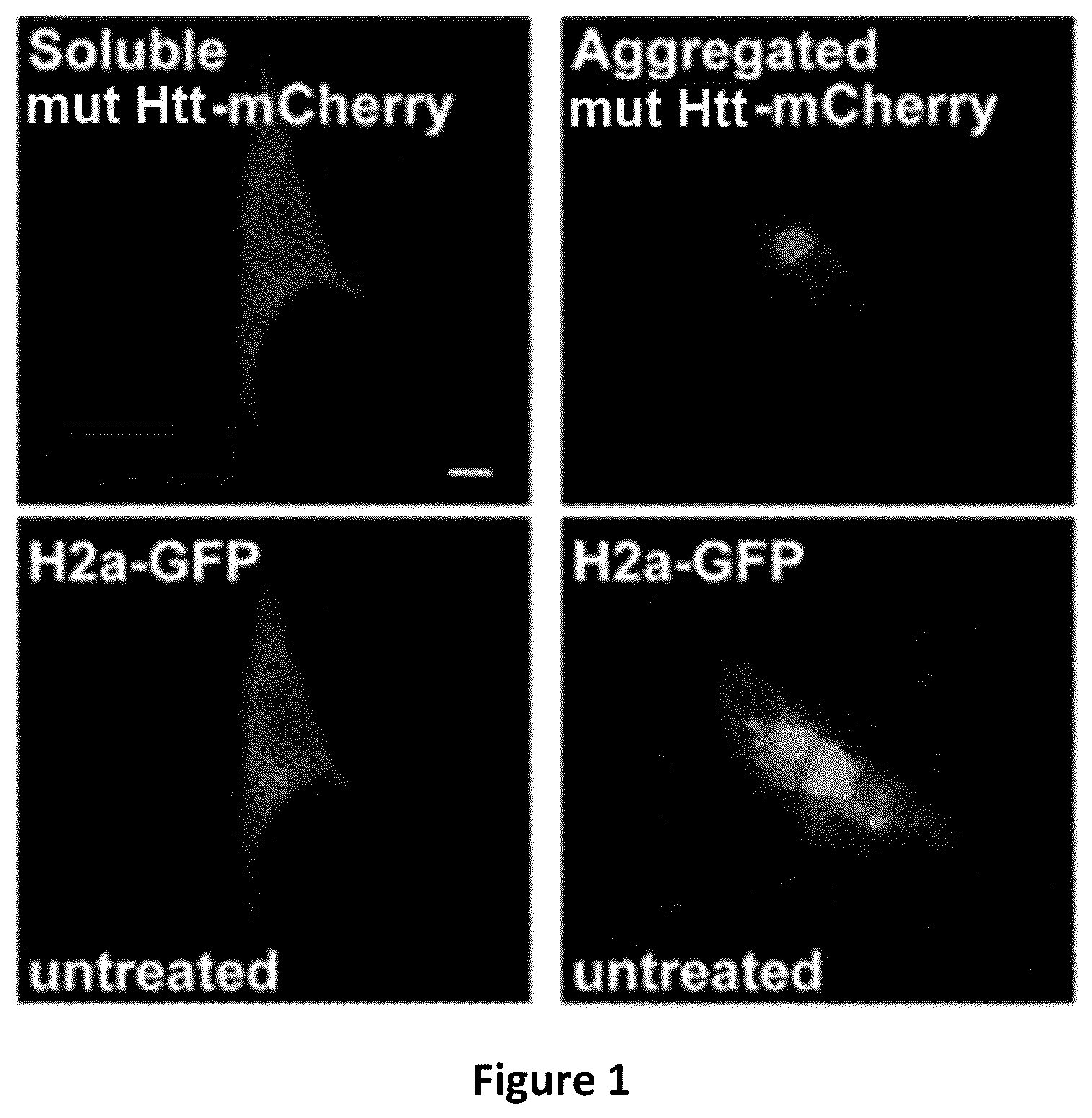 Patent US12616687 — Treatment of viral infection, disease or disorder using a selective sir agonist — Figure 1