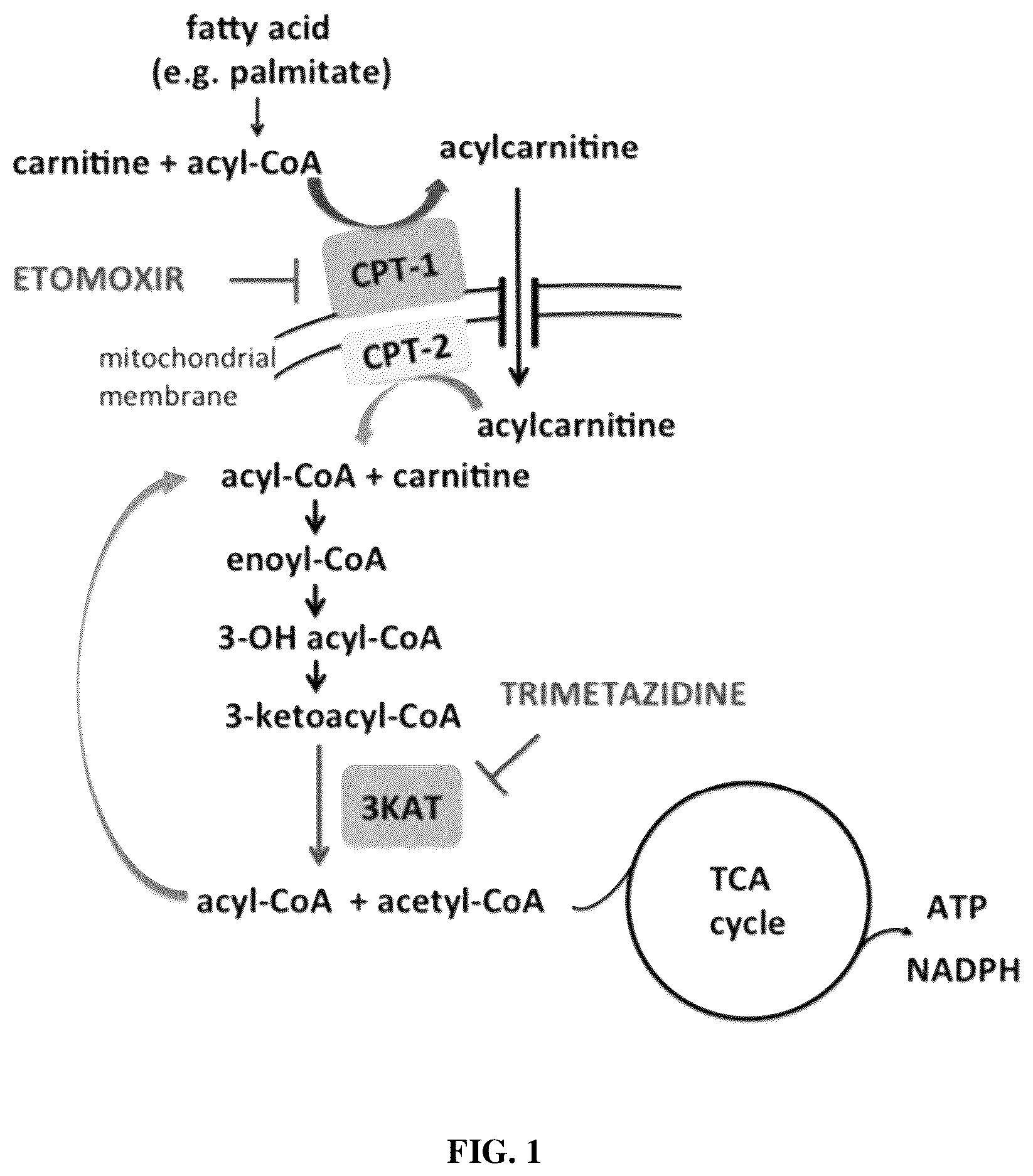 Patent US12616691 Figure 1 – Use of fatty acid oxidation inhibitors as antimicrobials