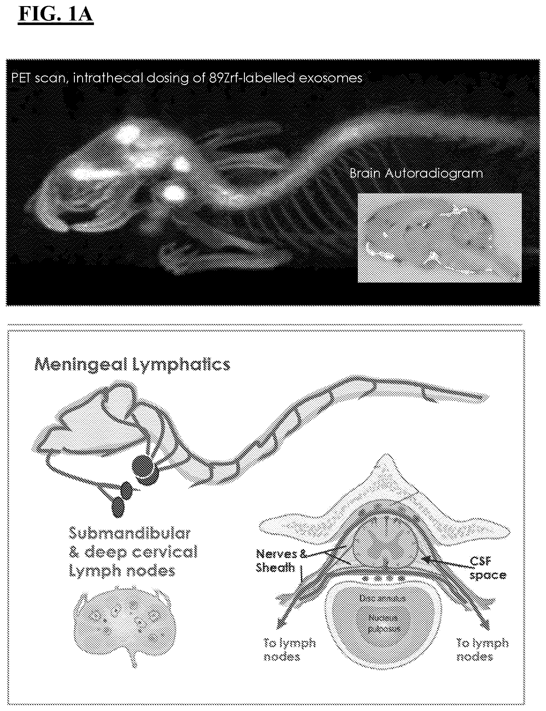 Patent US12616712 Figure 1 – Sting agonist comprising exosomes for treating neuroimmunological disorders