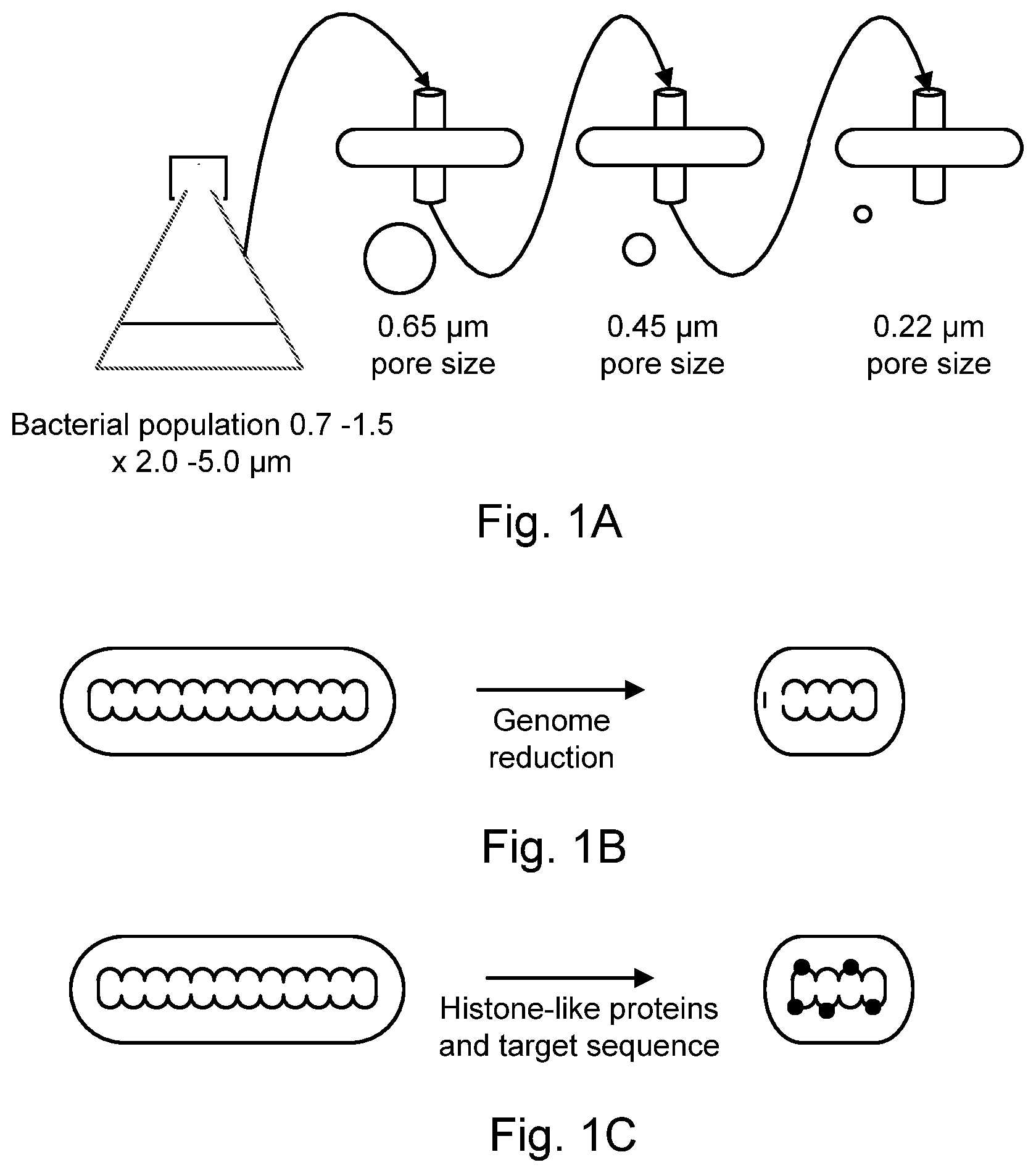 Patent US12616723 — Modified bacteria having improved pharmacokinetics and tumor colonization enhancing antitumor activity — Figure 1
