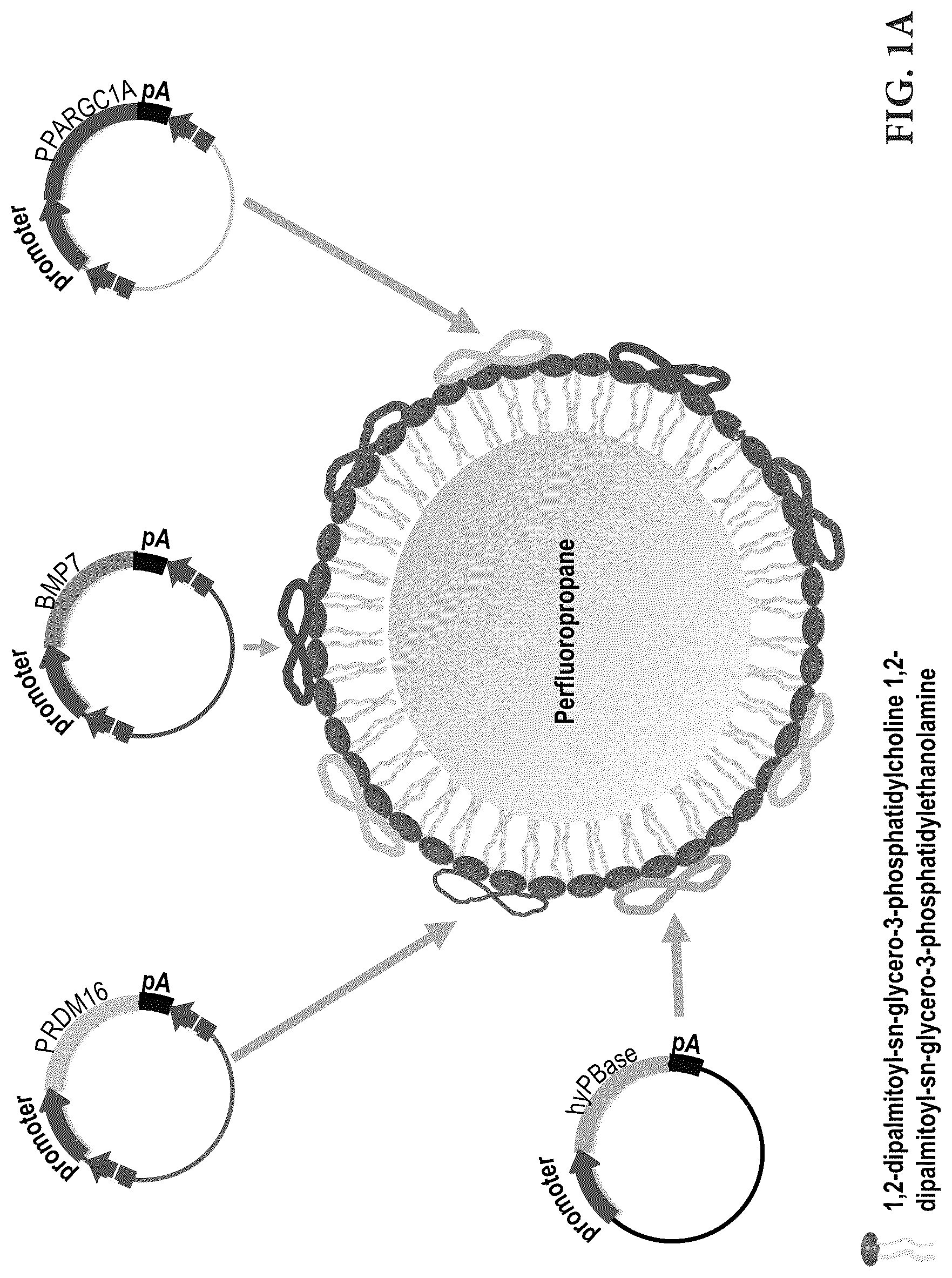 Patent US12616735 — Compositions and methods of controlling expression of thermogenin (UCP-1) in skeletal muscles — Figure 1