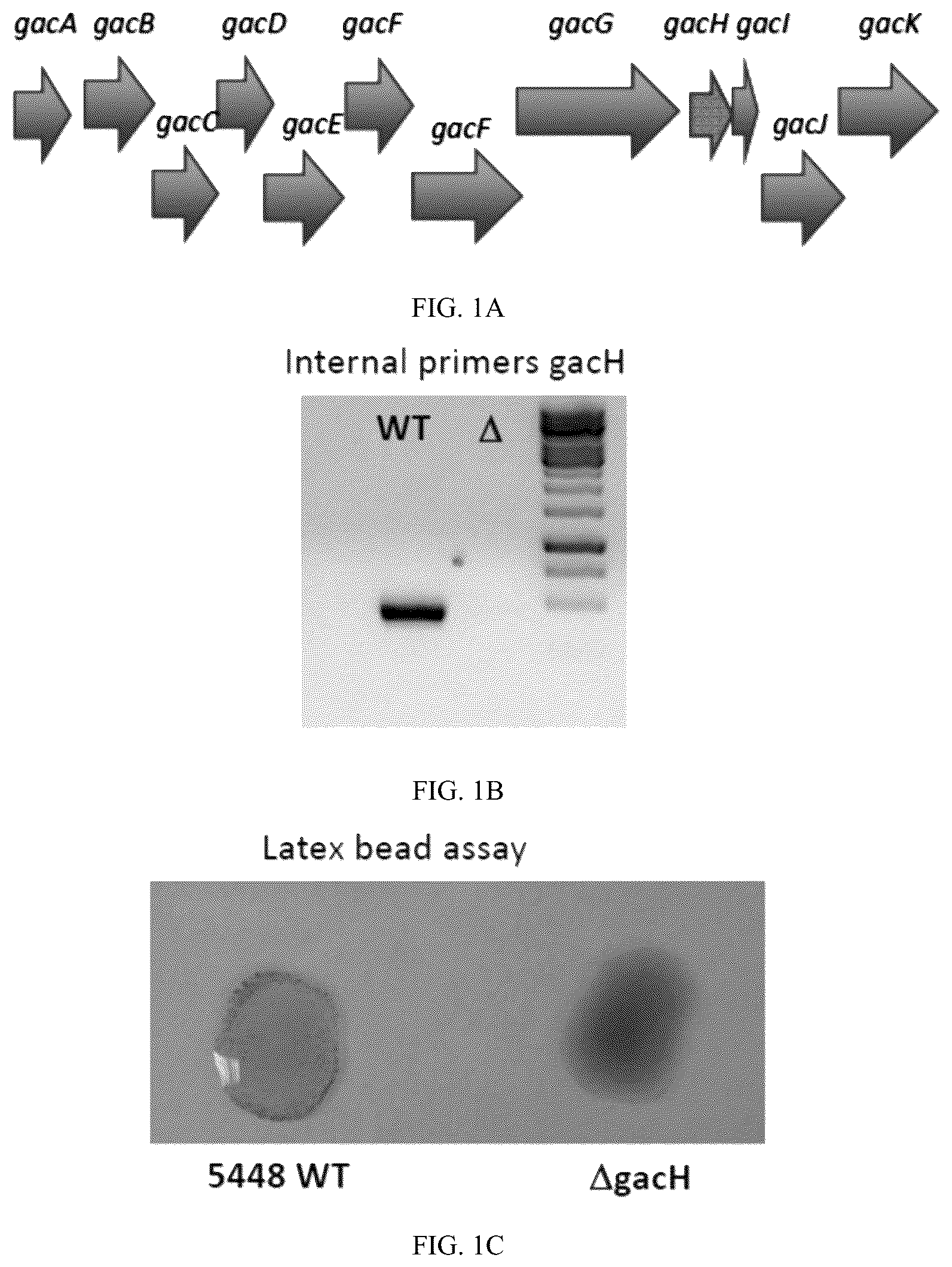 Patent US12616743 — Streptococcal GlcNAc-lacking glycopolypeptides, cell wall carbohydrates, streptococcus vaccines, and methods for making and using them — Figure 1