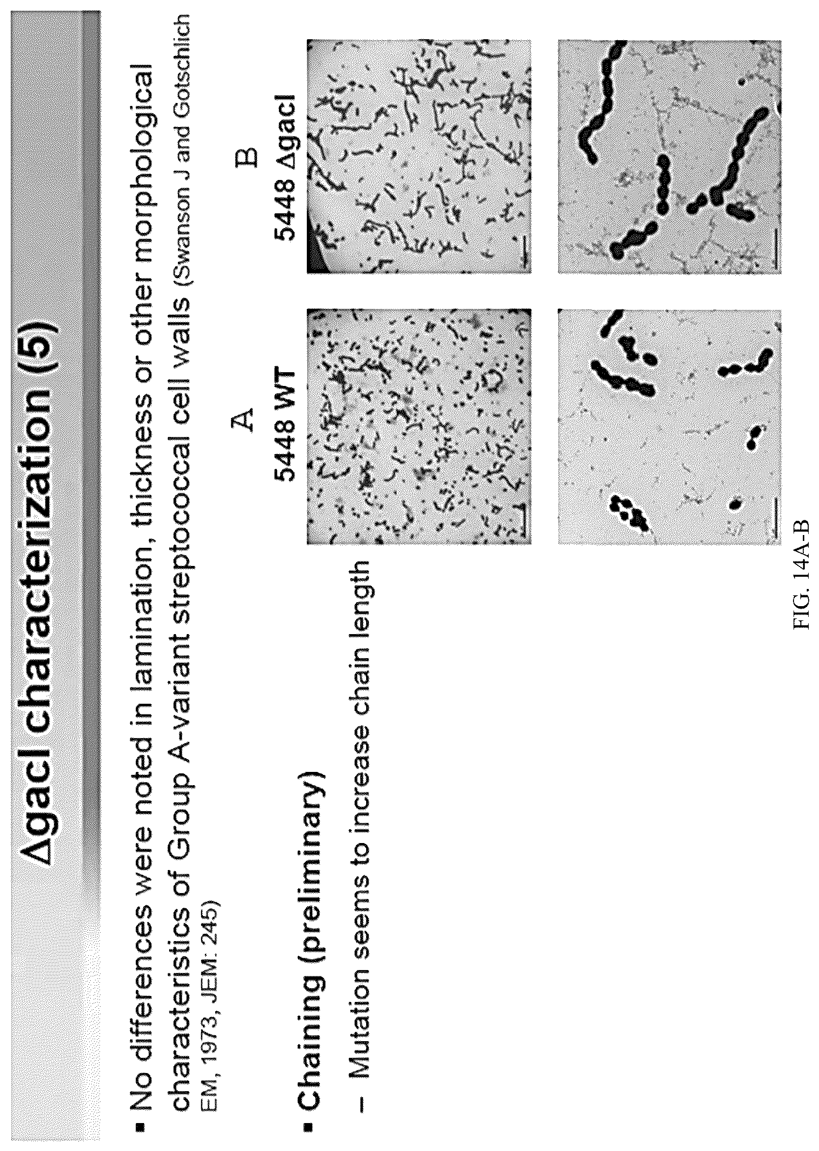 Patent US12616743 Figure 16 – Streptococcal GlcNAc-lacking glycopolypeptides, cell wall carbohydrates, streptococcus vaccines, and methods for making and using them