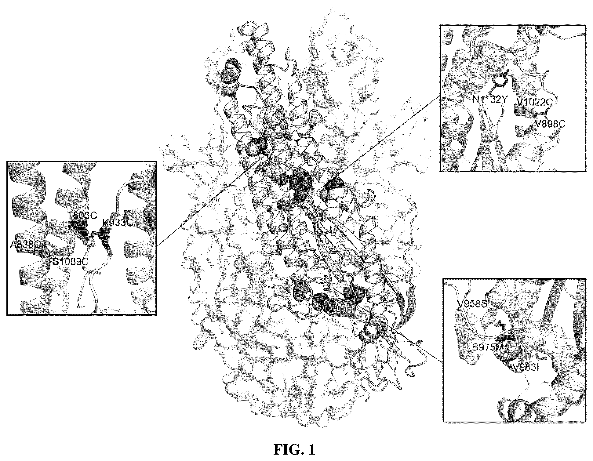 Patent US12616747 Figure 1 – Stabilized beta-coronavirus antigens