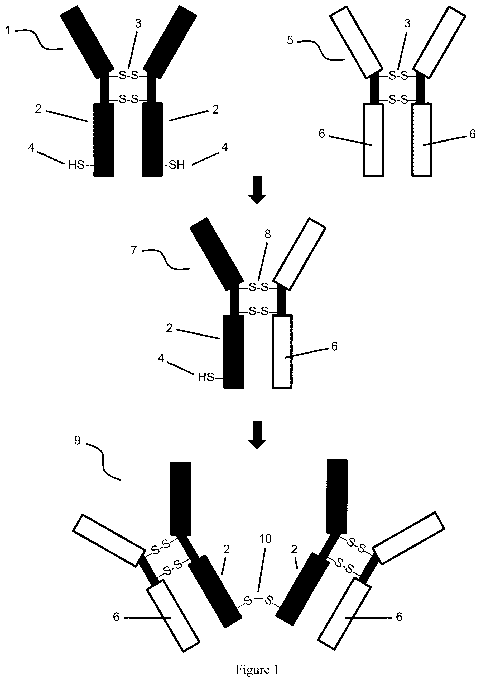 Patent US12616756 — Dimeric antibodies — Figure 1