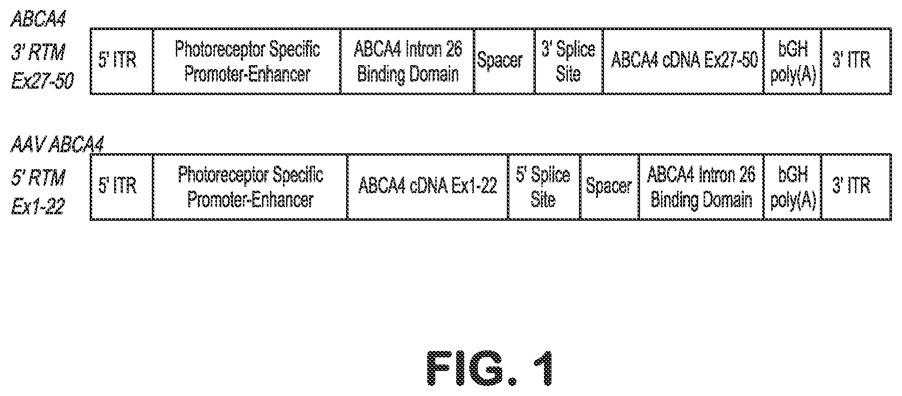 Patent US12616757 — Compositions and methods for correction of heritable ocular disease — Figure 1