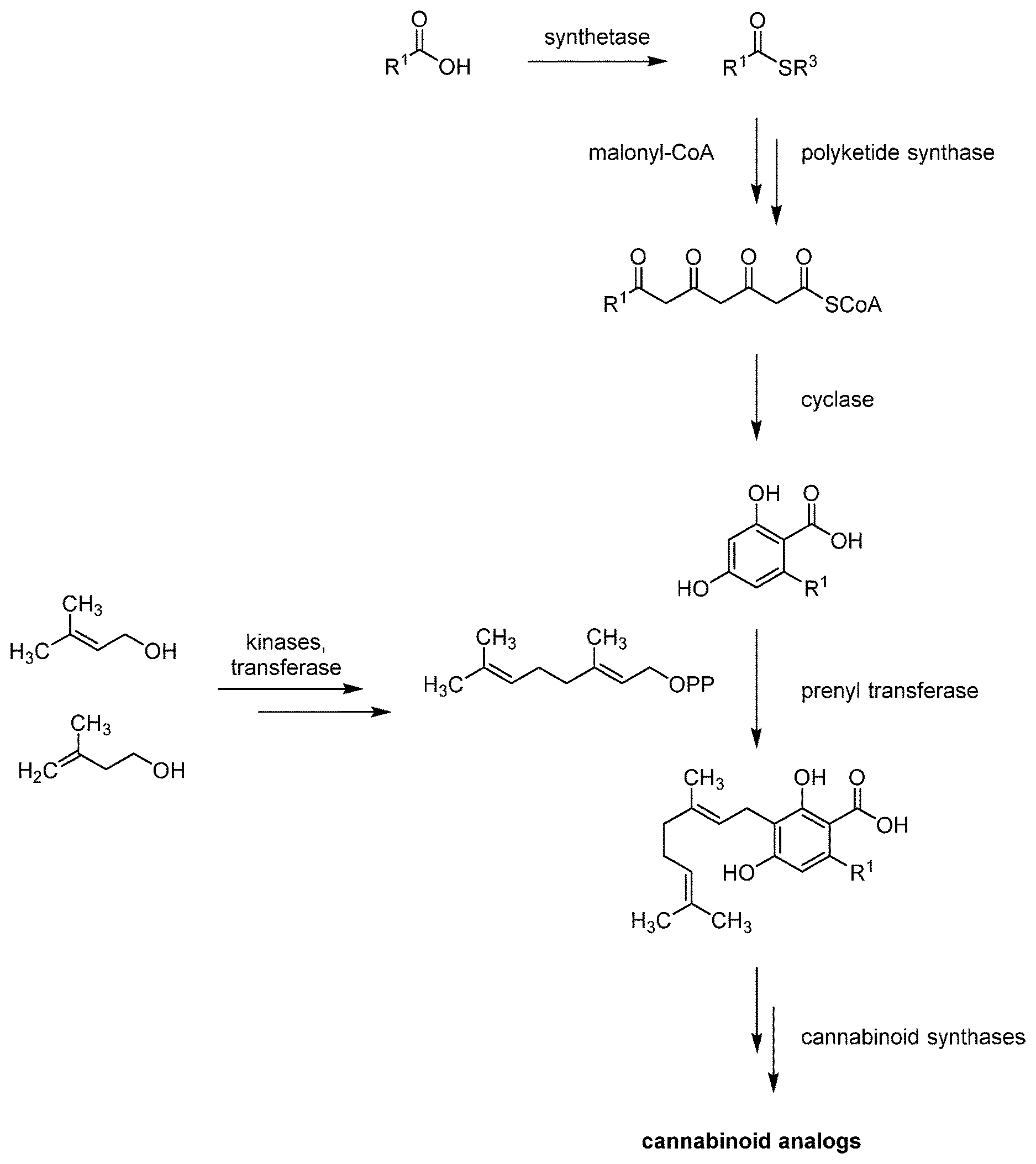 Patent US12617747 — Cannabinoid analogs and methods for their preparation — Figure 1