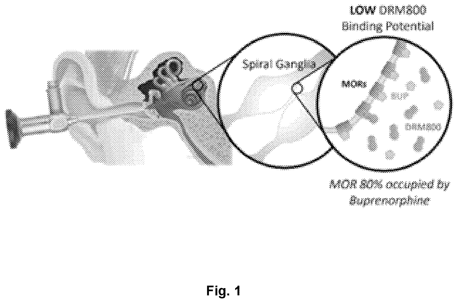 Patent US12617816 Figure 1 – Composition and method for in vivo assay of opioid receptors