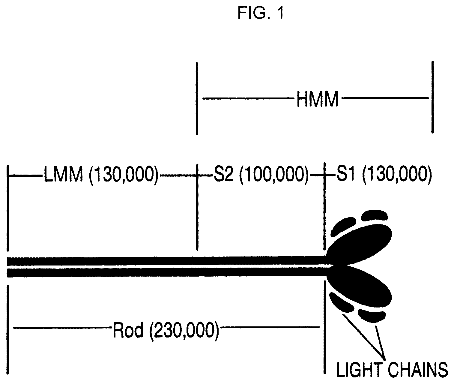 Patent US12617818 — Compositions and methods for modulating myosin subfragment-2 coiled coil stability and methods for using them — Figure 1