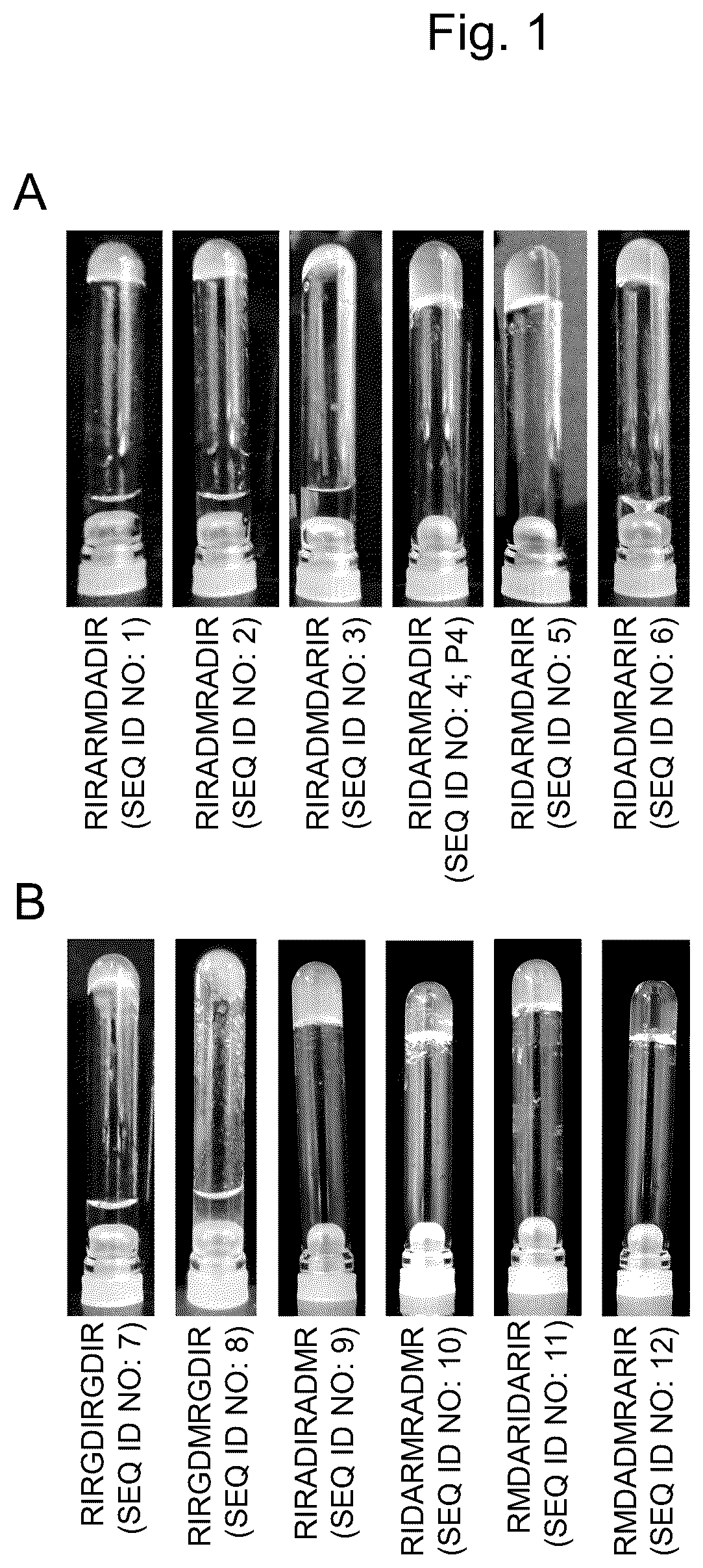 Patent US12617827 Figure 1 – Self-assembling peptide