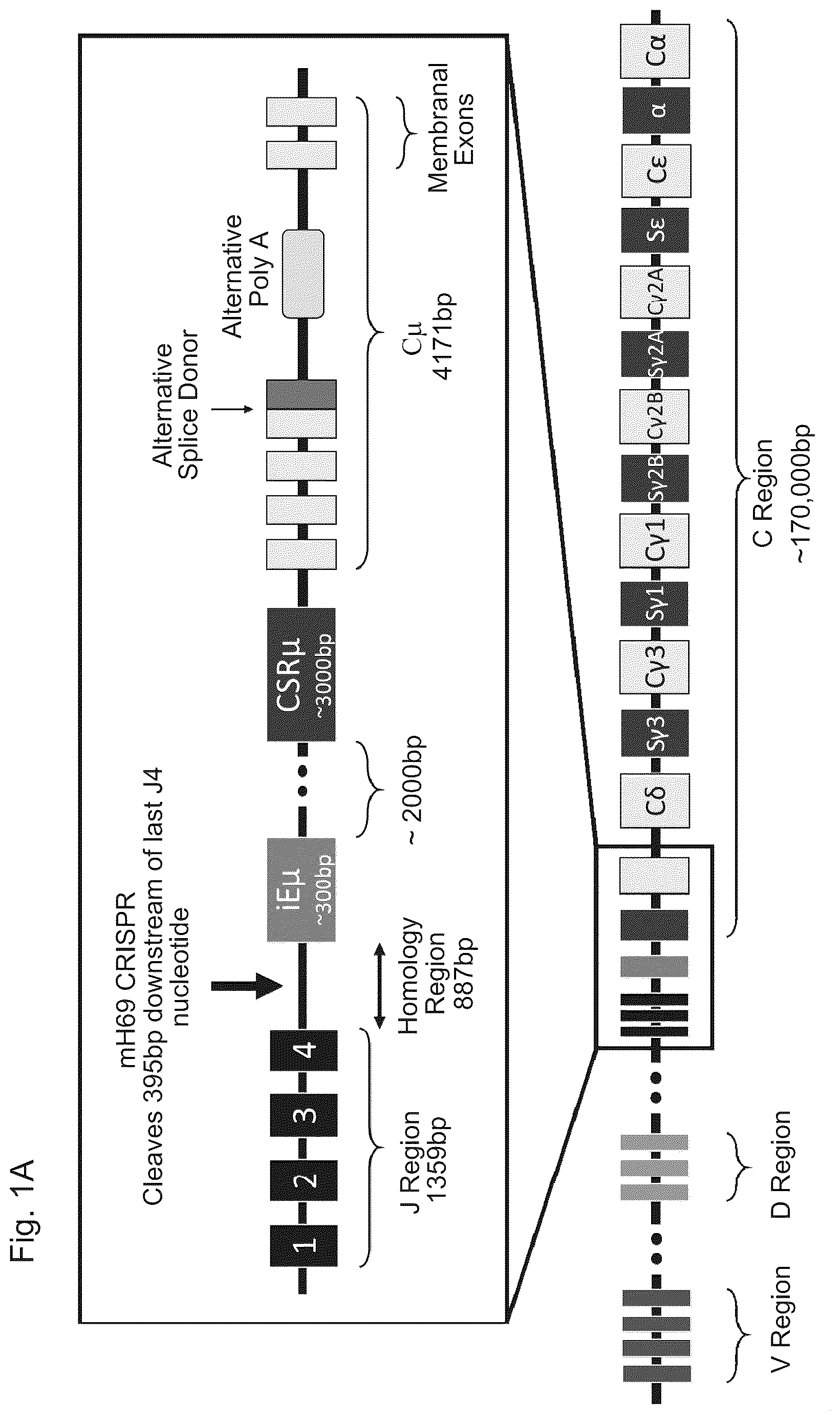 Patent US12617832 — Genetic engineering of B cell receptors and uses thereof in antigen-induced antibody secretion — Figure 1