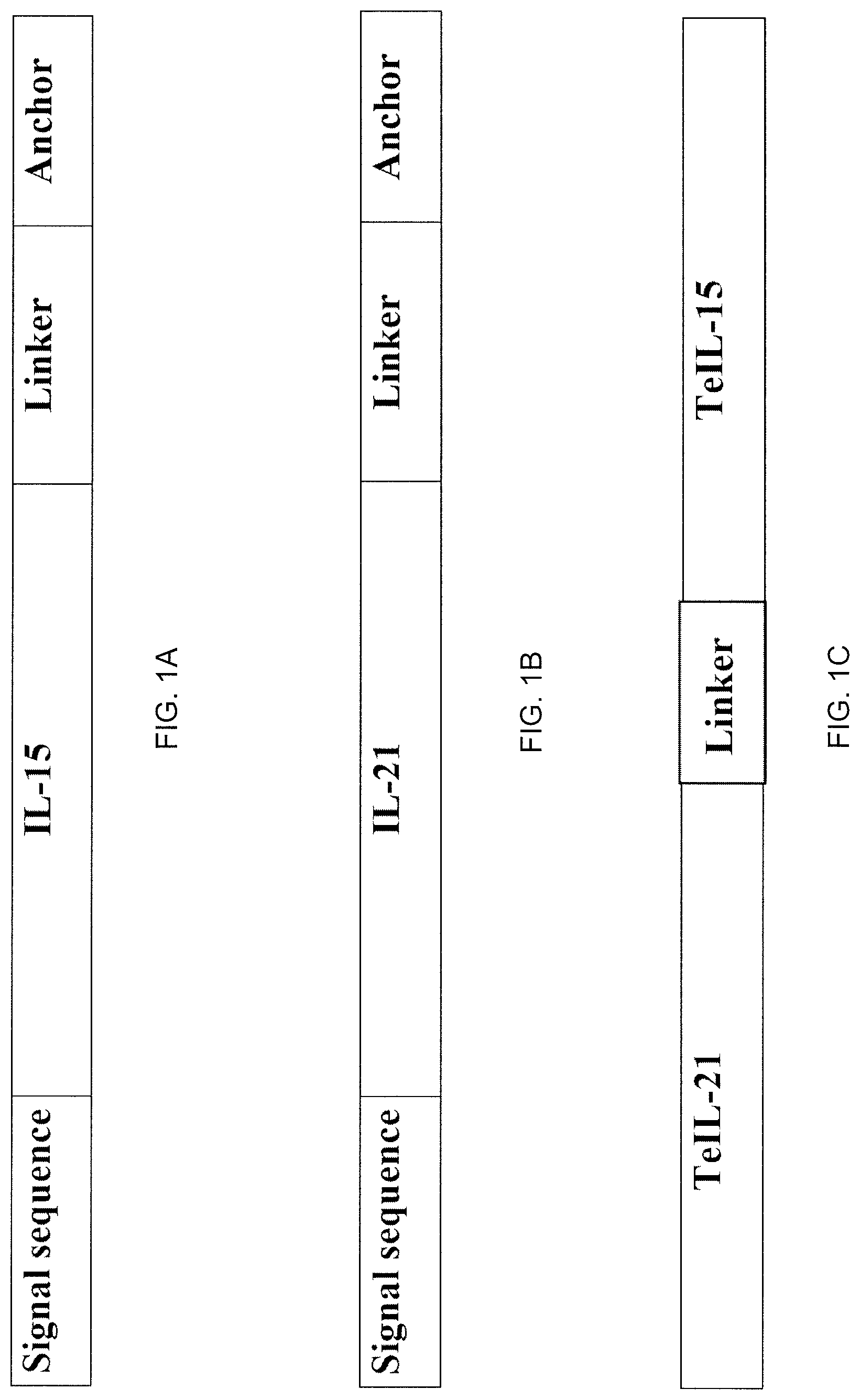 Patent US12617833 — Tethered interleukin-15 and interleukin-21 — Figure 1