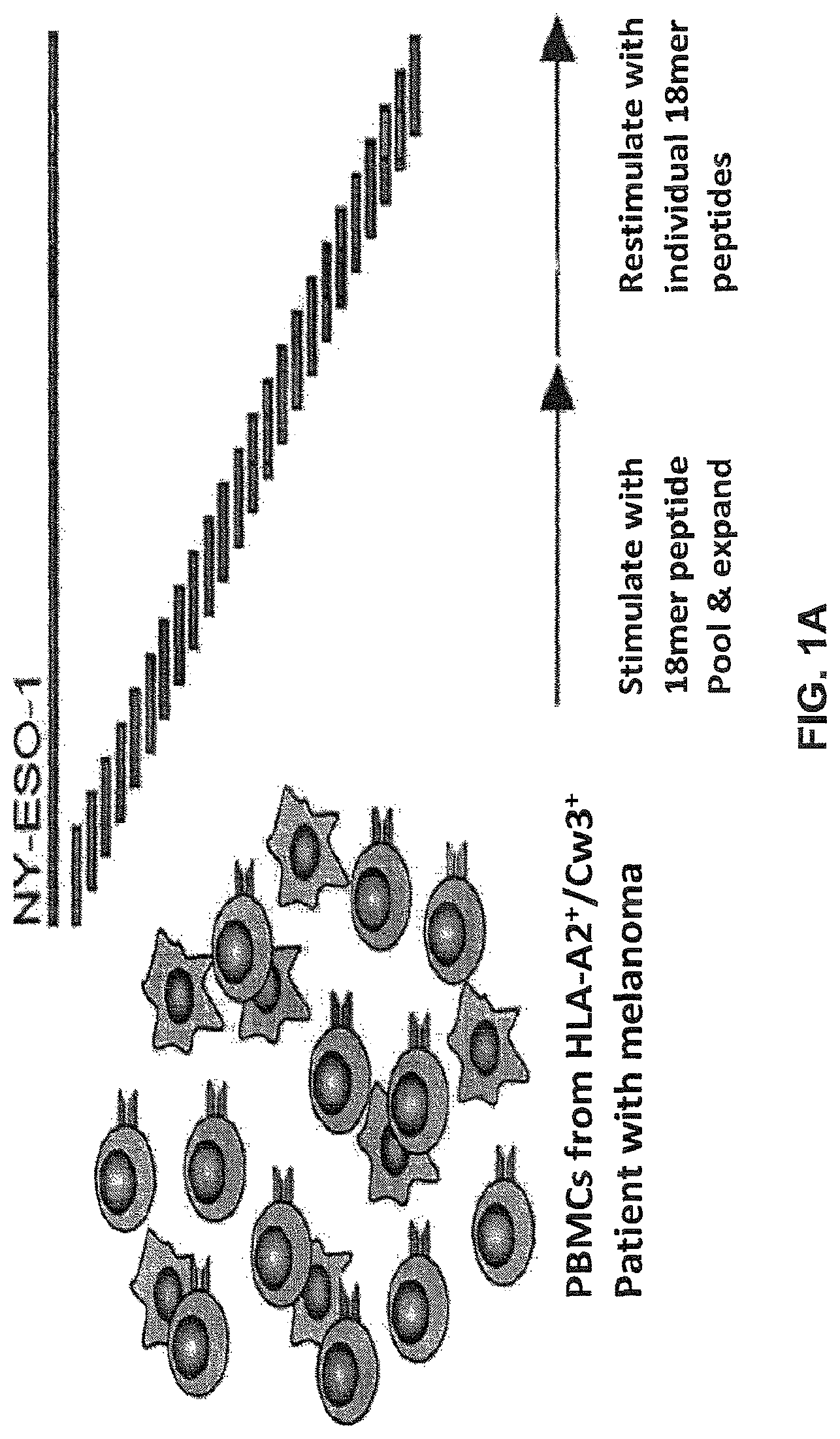 Patent US12617834 — Composition of NY-ESO-1-specific t cell receptors restricted on multiple major histocompatibility complex molecules — Figure 1