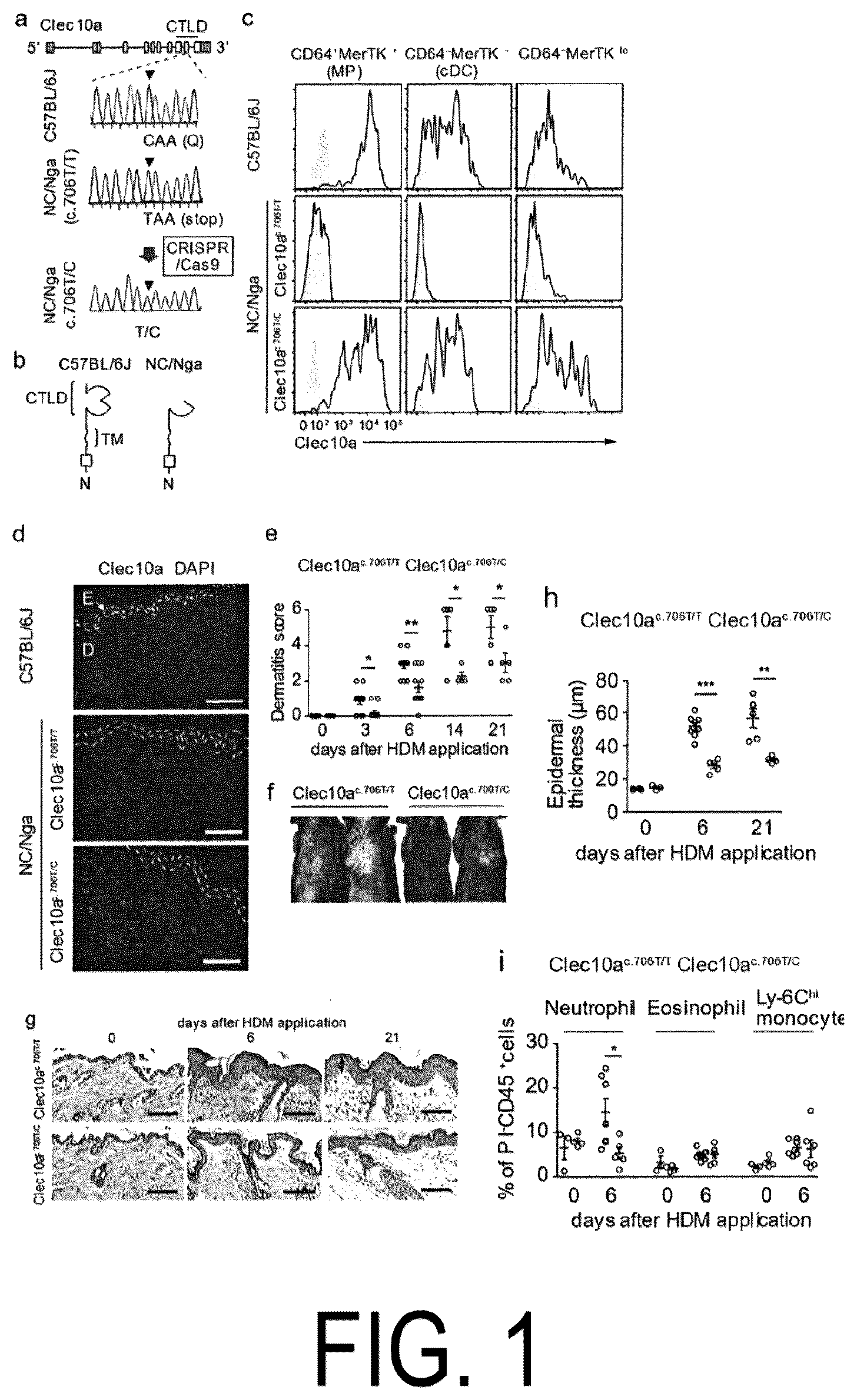 Patent US12617837 Figure 1 – Composition for use in treatment of allergic diseases