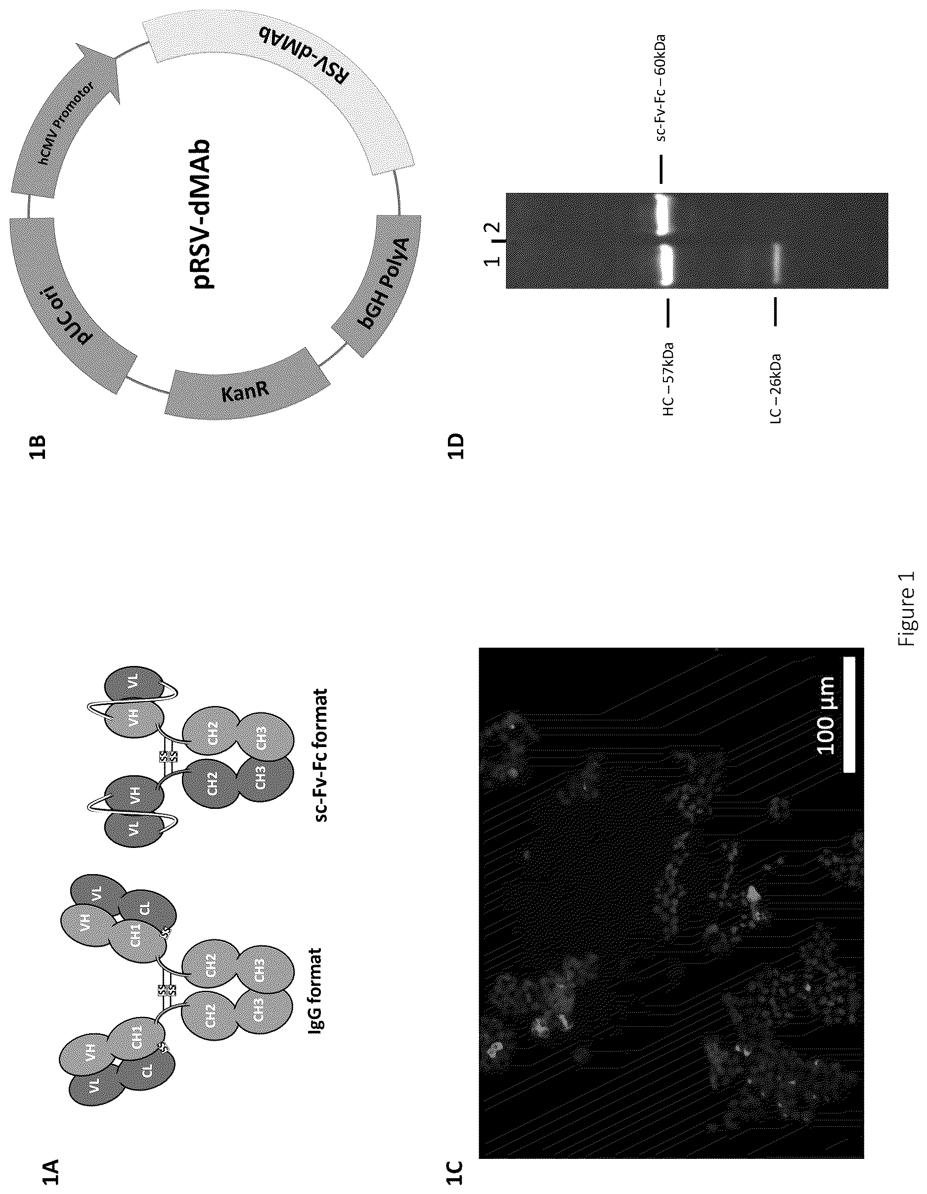 Patent US12617841 — Nucleic acid antibody constructs for use against respiratory syncytial virus — Figure 1