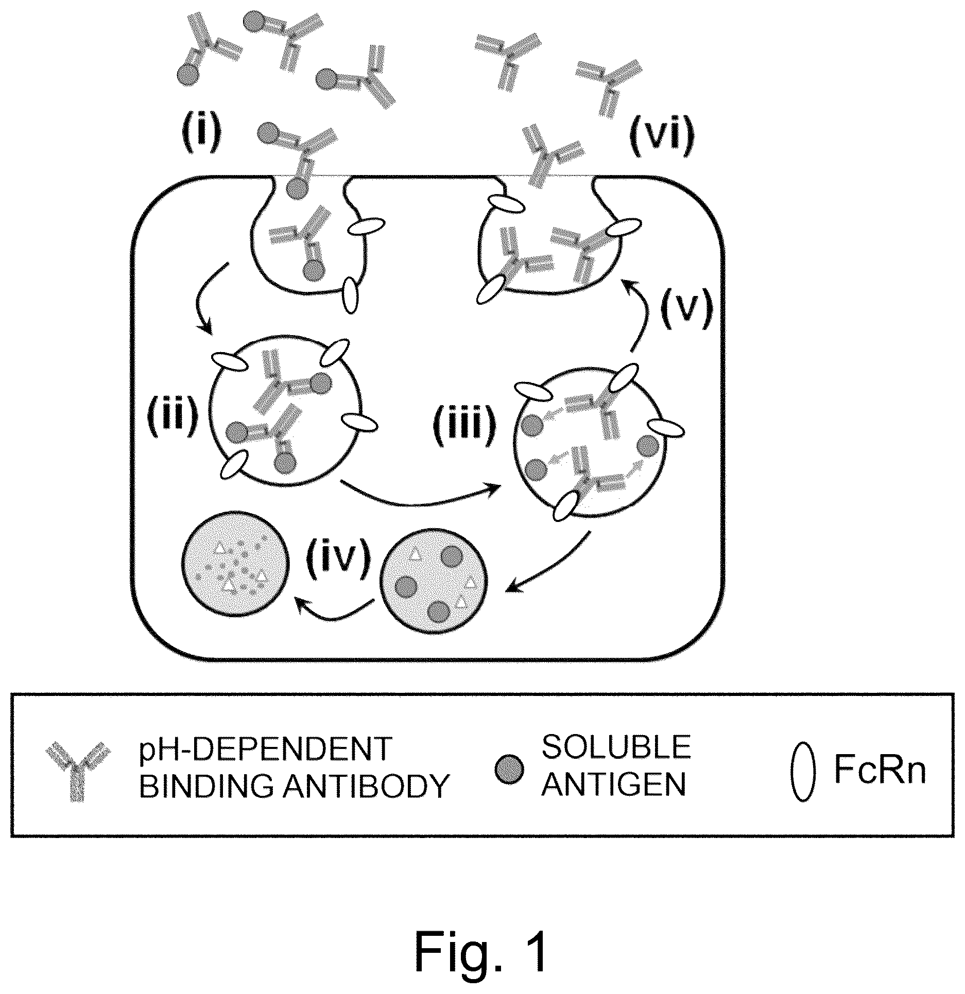 Patent US12617847 — Antigen-binding molecule capable of binding to plurality of antigen molecules repeatedly — Figure 1
