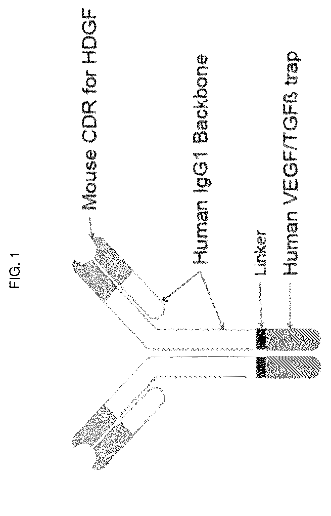 Patent US12617848 — Methods of treating ocular pathologies using bifunctional molecules that target growth factors — Figure 1