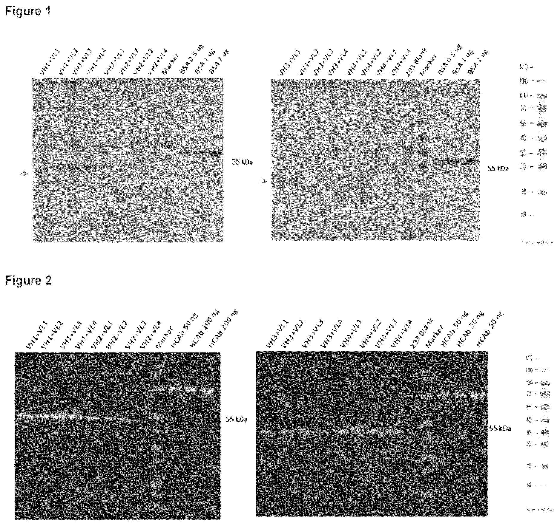 Patent US12617863 — Humanized anti-glycoprotein Ib alpha (GPIbalpha) antibodies — Figure 1