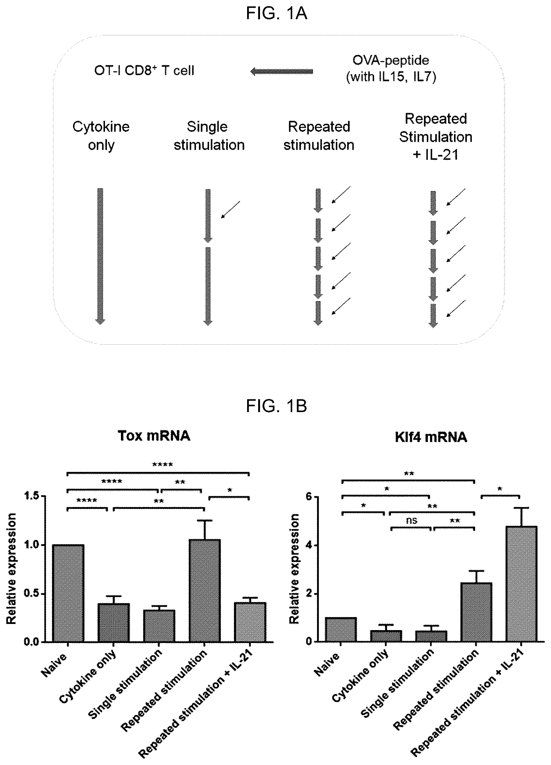 Patent US12617864 — Methods of activating and proliferating exhausted CD8 T cells, CD8 T cells with enhanced activity prepared by the same, and uses thereof — Figure 1