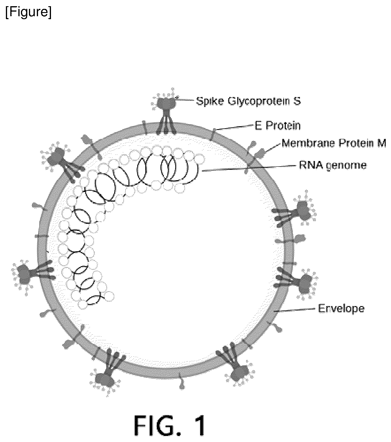 Patent US12617971 — Anti-viral coating composition, and method for fixing anti-viral fusion protein to surfaces — Figure 1