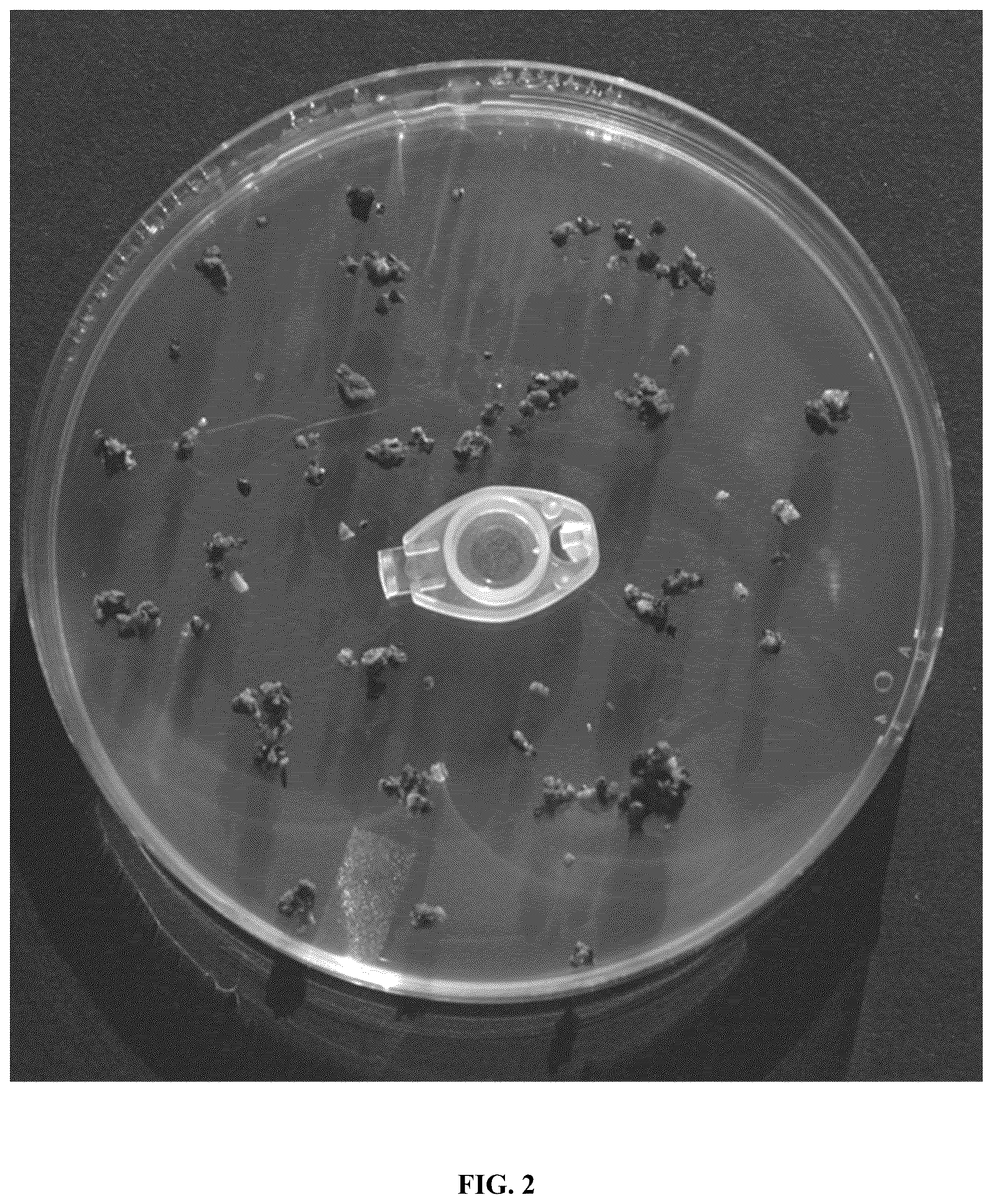 Patent US12618043 Figure 2 – Rapid isolation, cultivation methods and utilities of truffle fungi